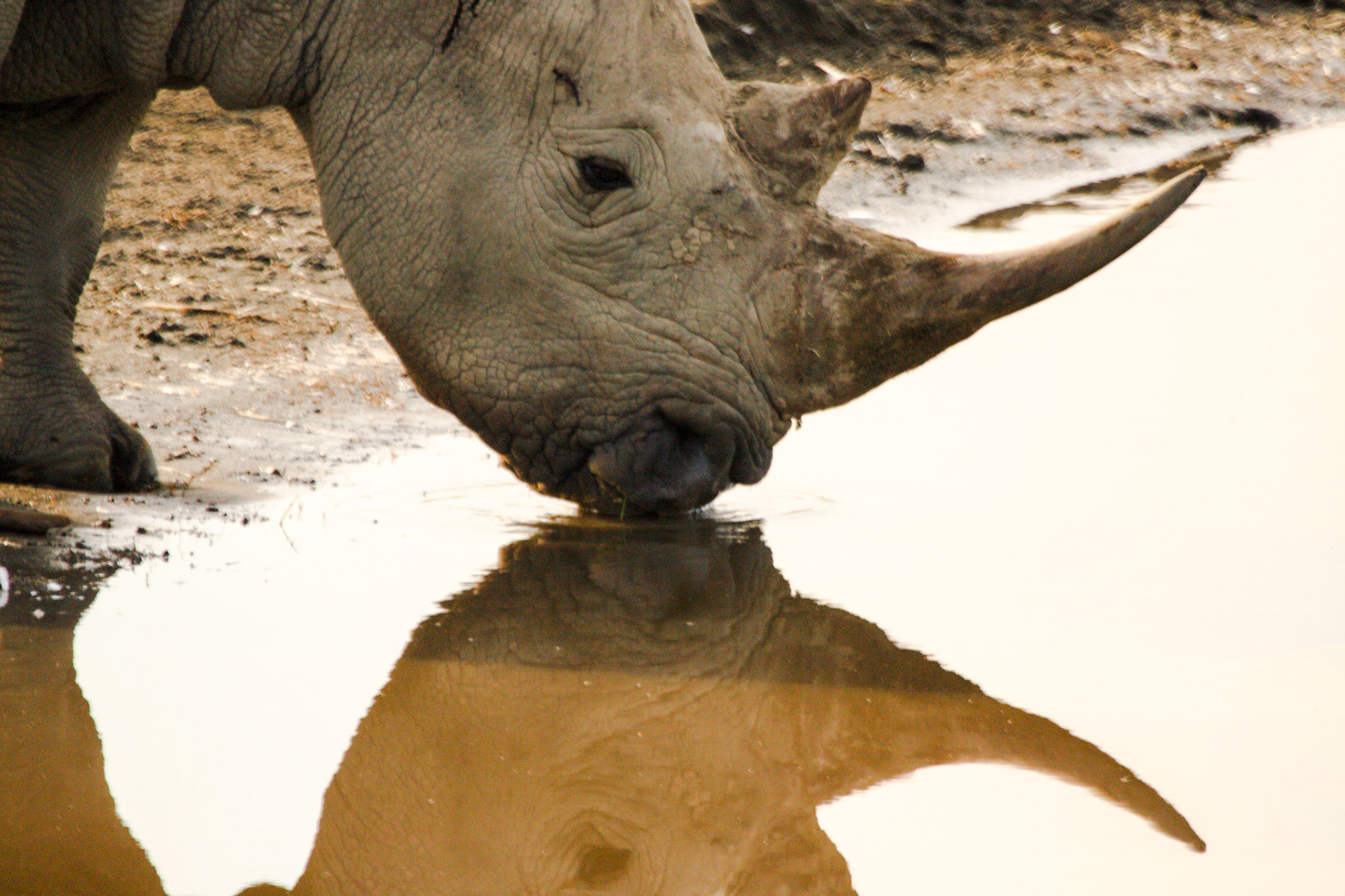 Black Rhino drinking in Lake Nakuru National Park, Kenya