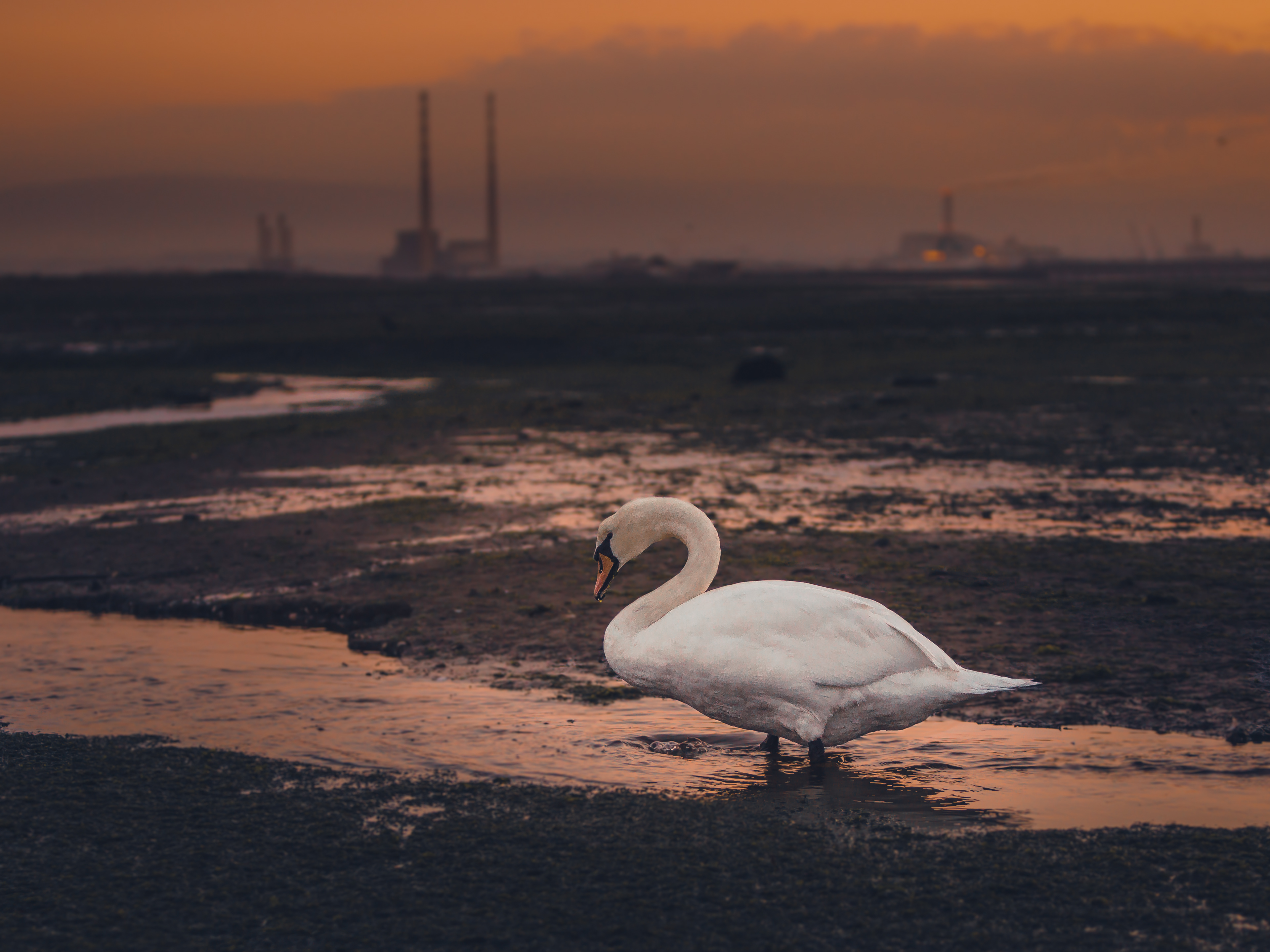 Swan at Dusk - Bull Island