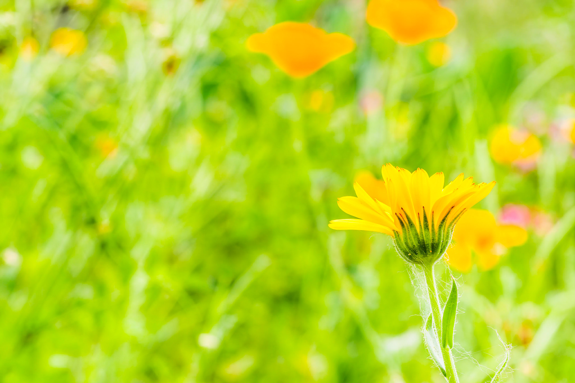 Calendula officinalis in a wild garden