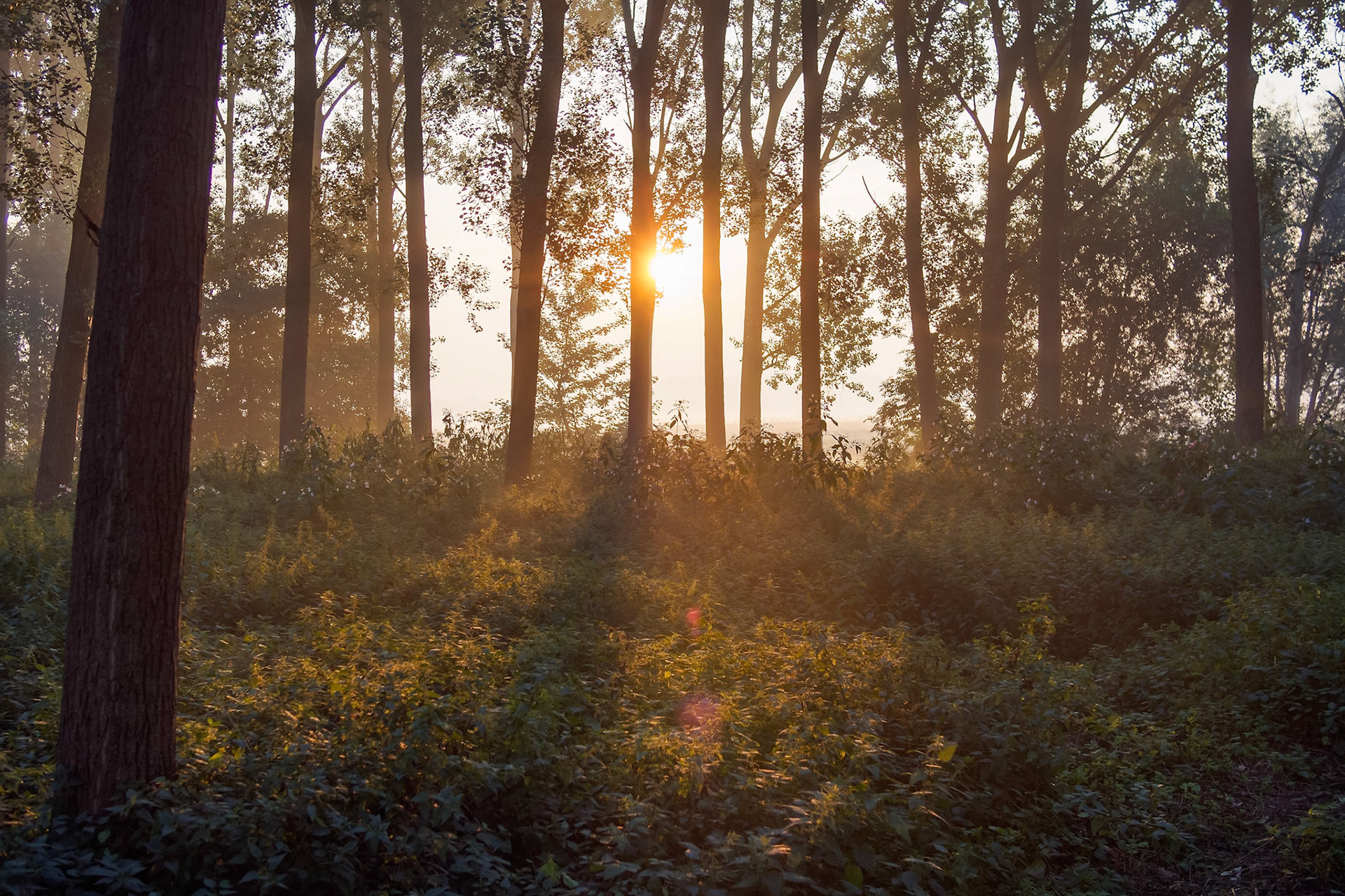 Sunrise on a misty morning I