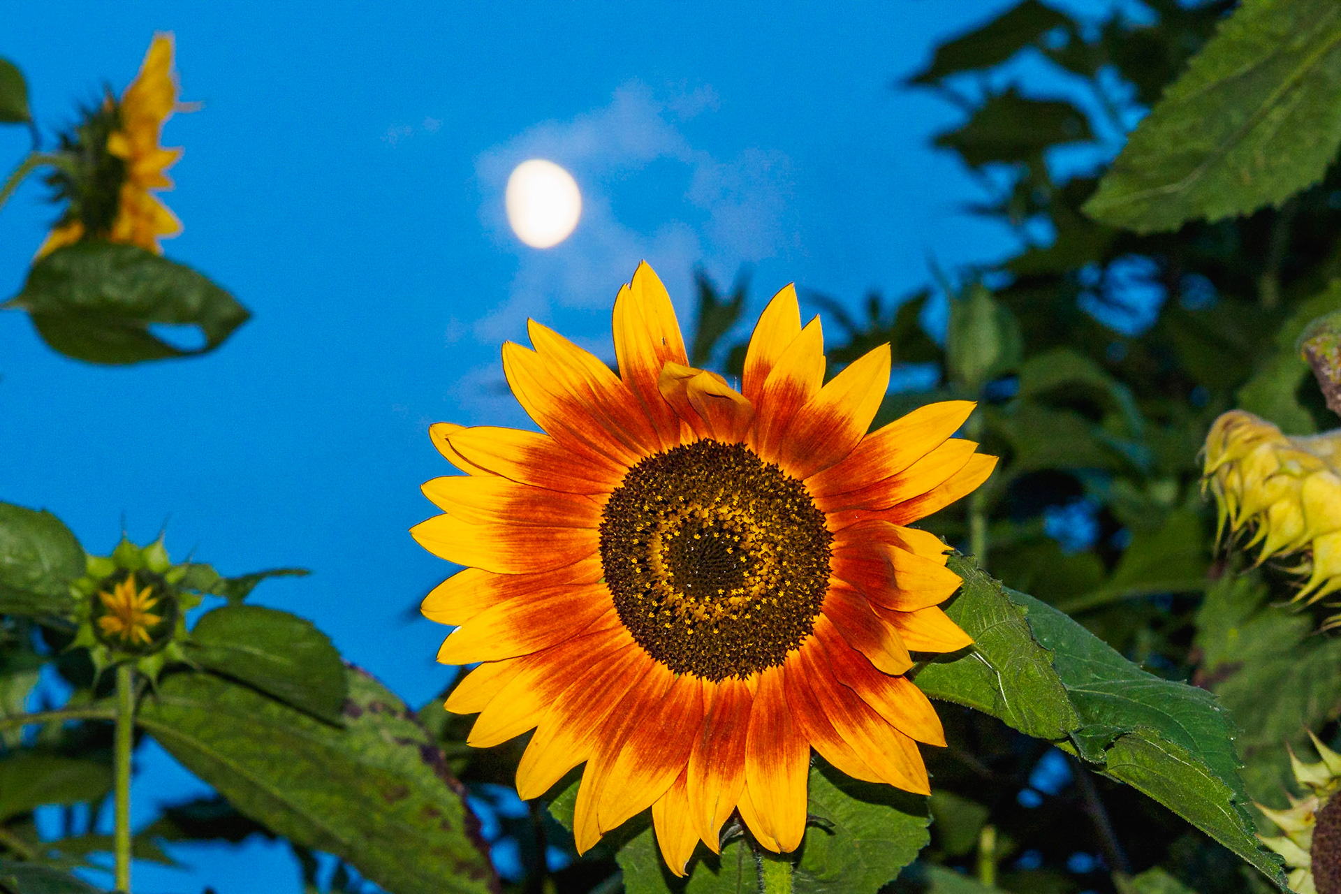 Sunflower head in the evening under the moon