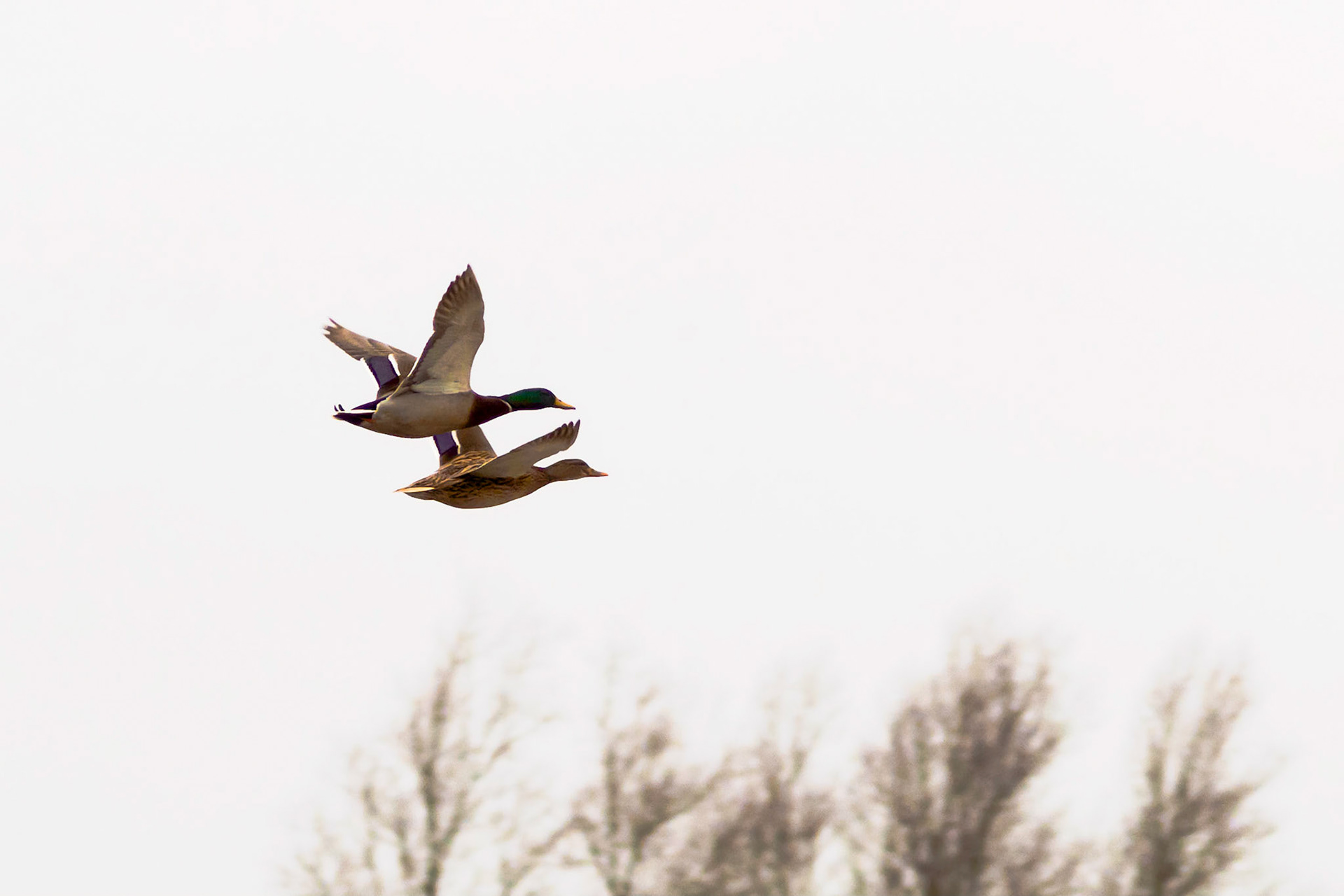 Male and female duck flying close together