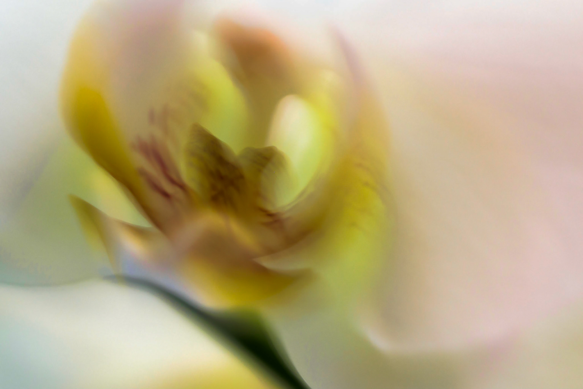 Abstract imrpession of an orchid in yellow light