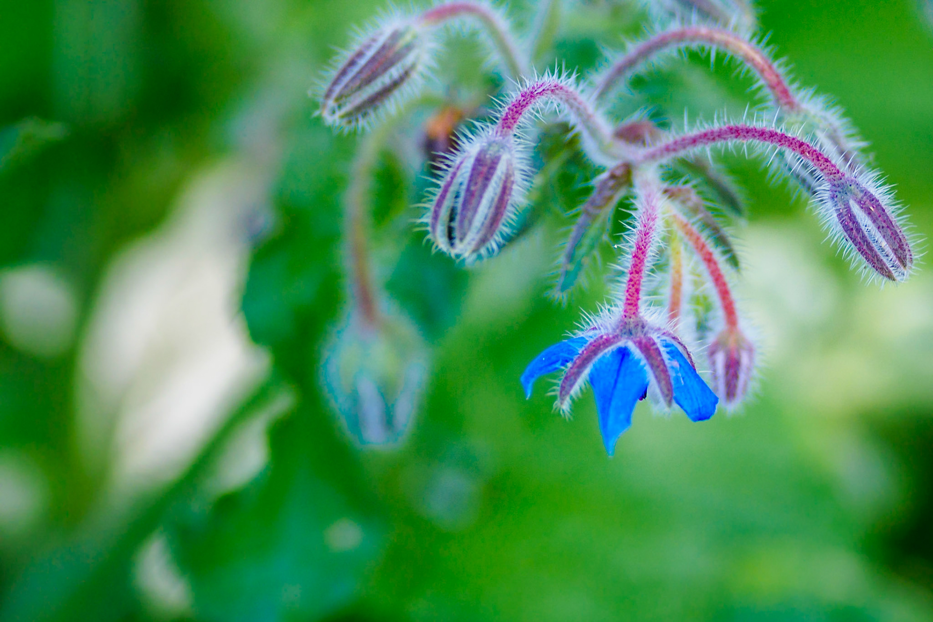 Borago Officinalis II