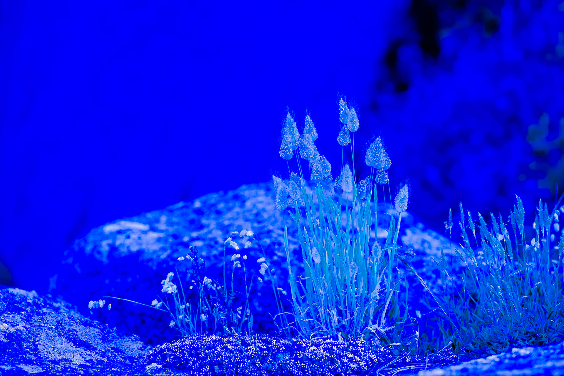 In blue monochrom the heads of the grass show the faintest hope of a warmer glow.