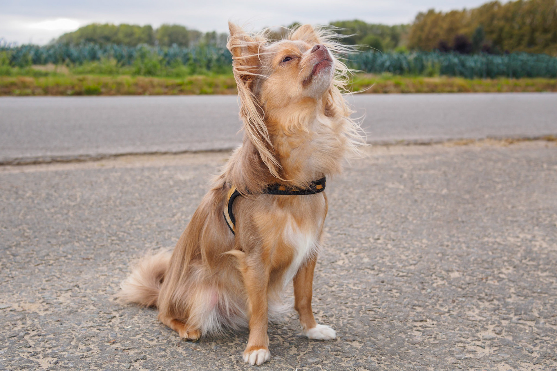 Longhaired Lavender chihuahua attentive
