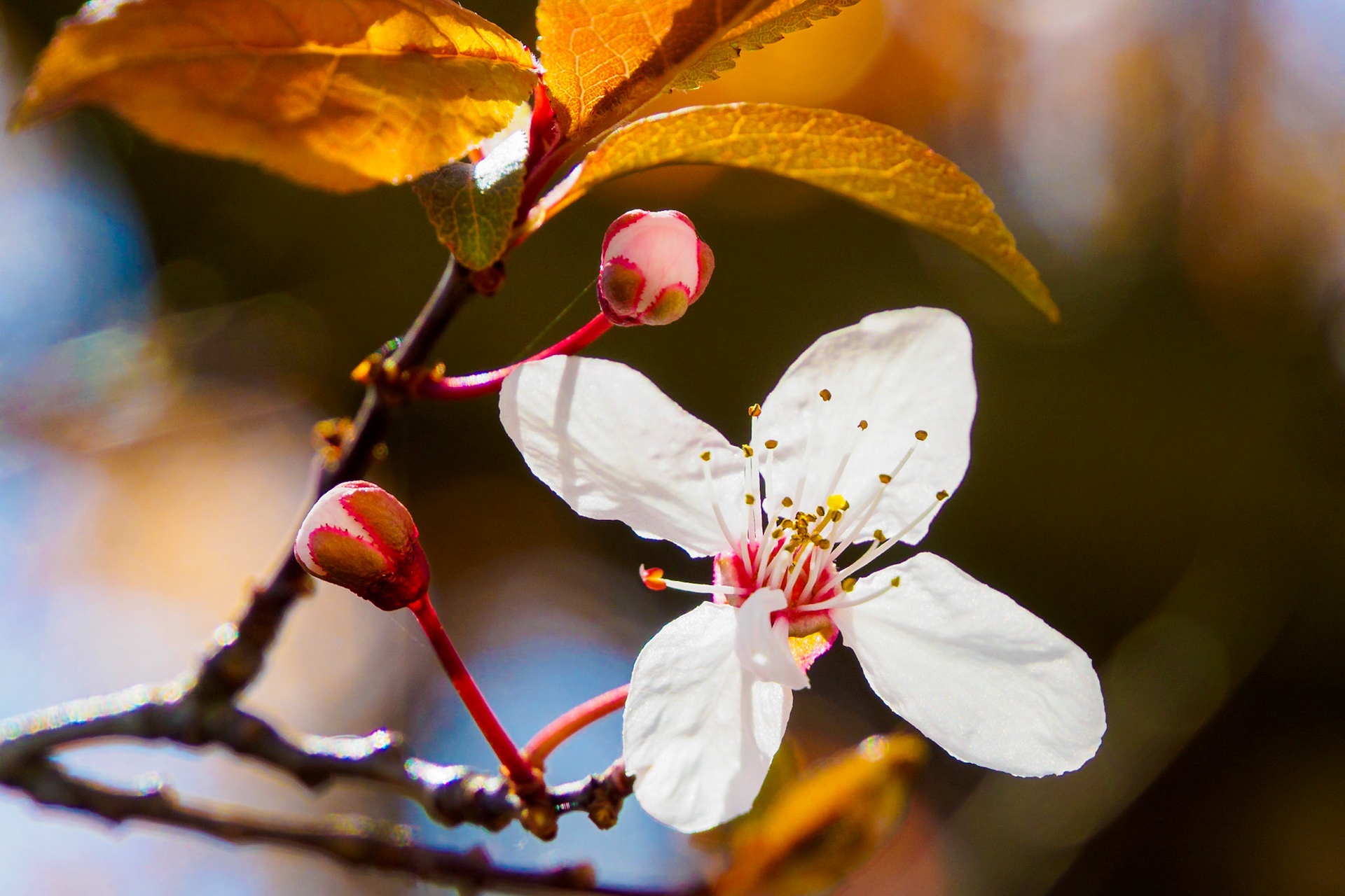 Fresh tree blossom, not sure if this is Cherry.