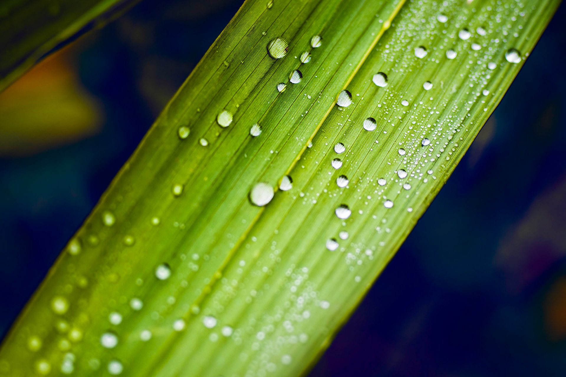 Water Drops On Green