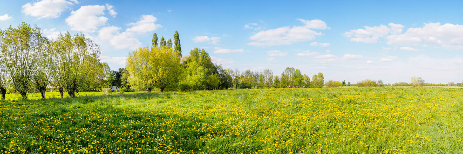 Wide, Green and Blue