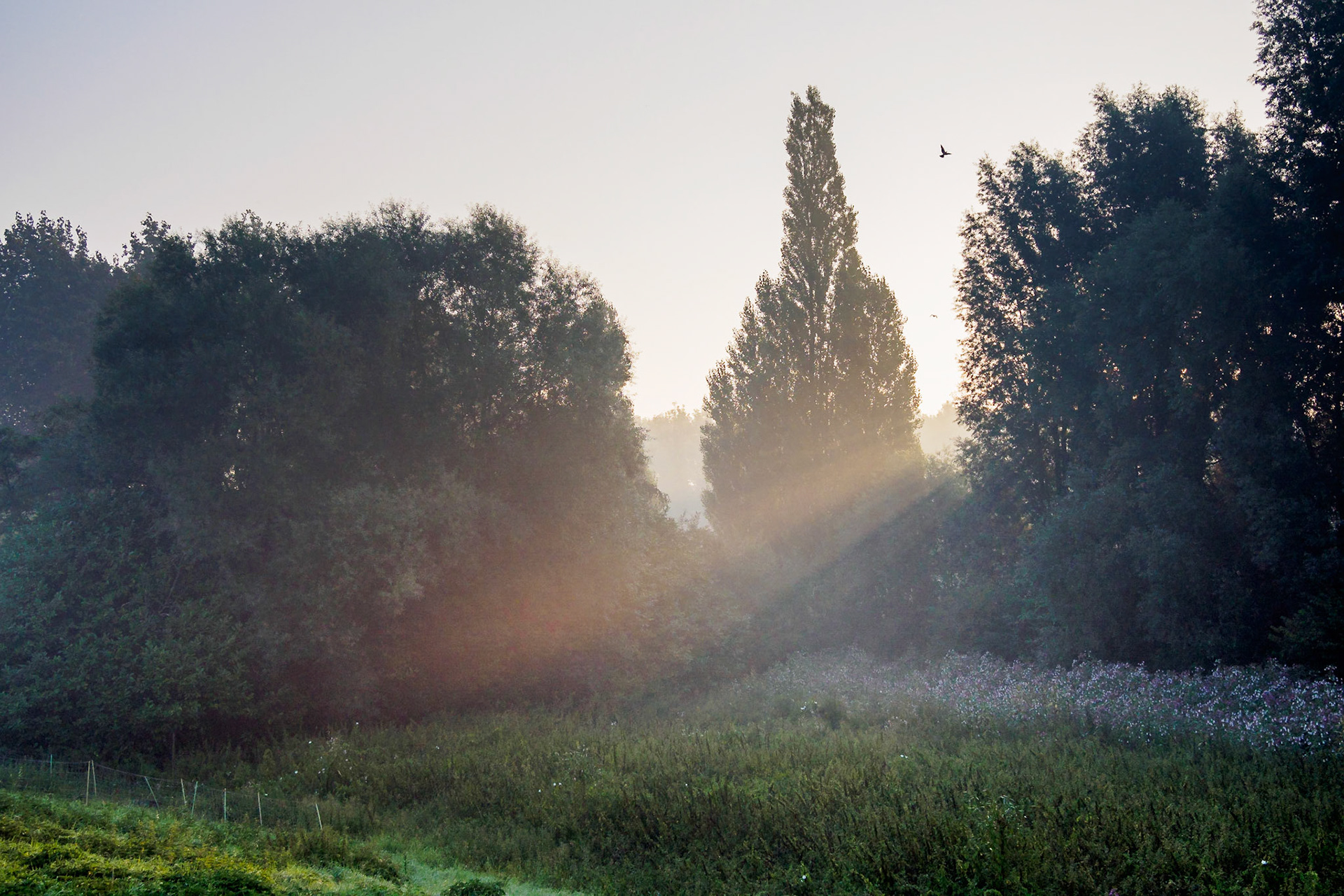 Sunrise on a misty morning VI