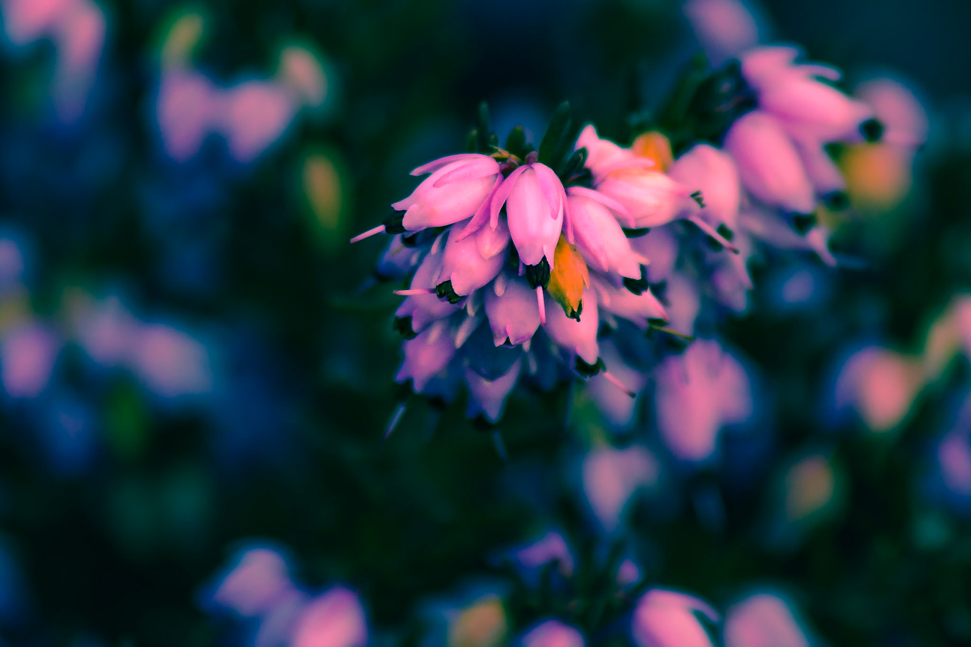 Budding Erica Carnea, study in pink and blue