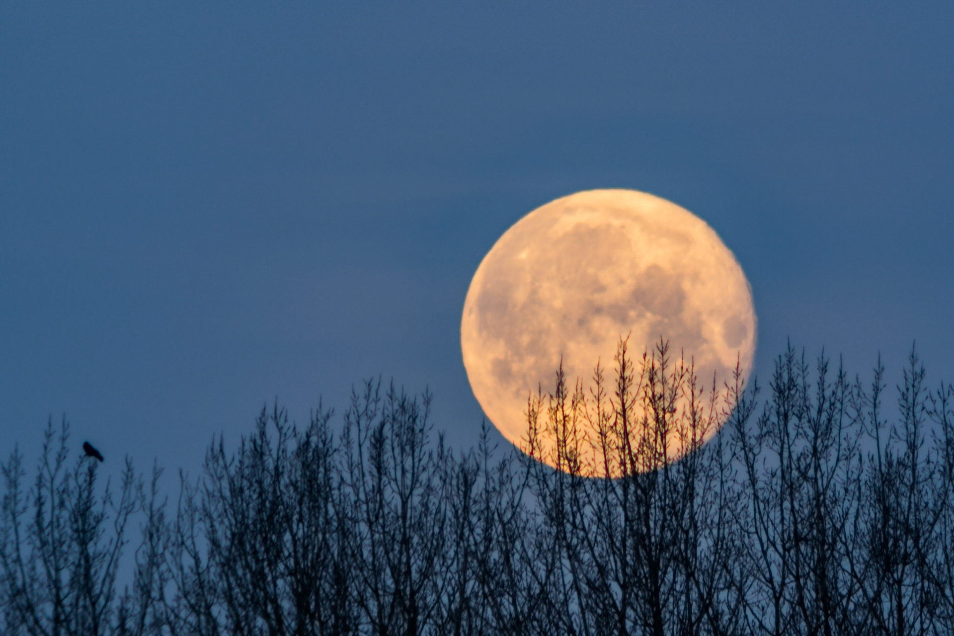A bird atop the trees, silhouettes over the setting moon.