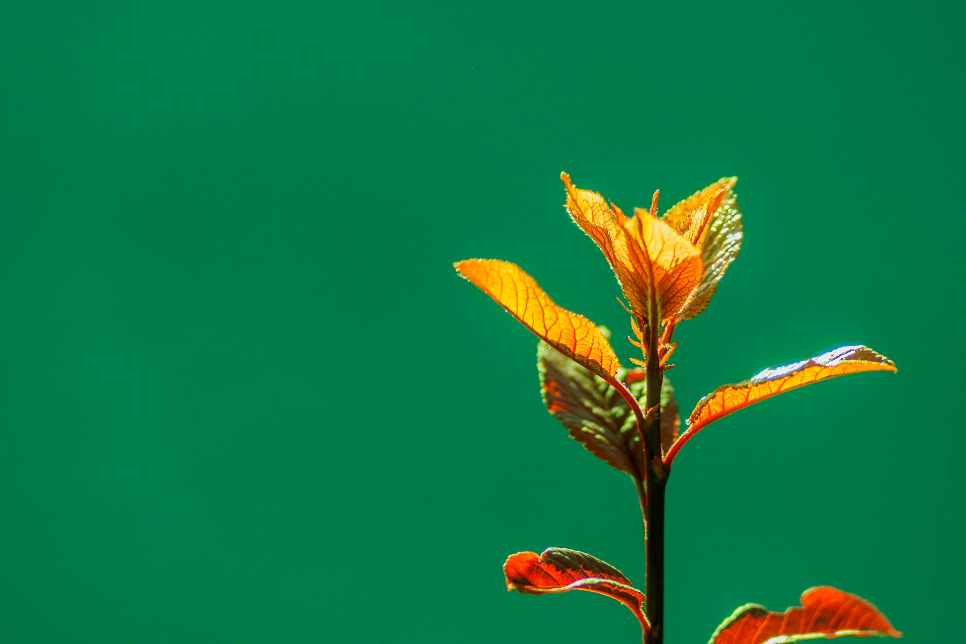Bright Orange on deep green