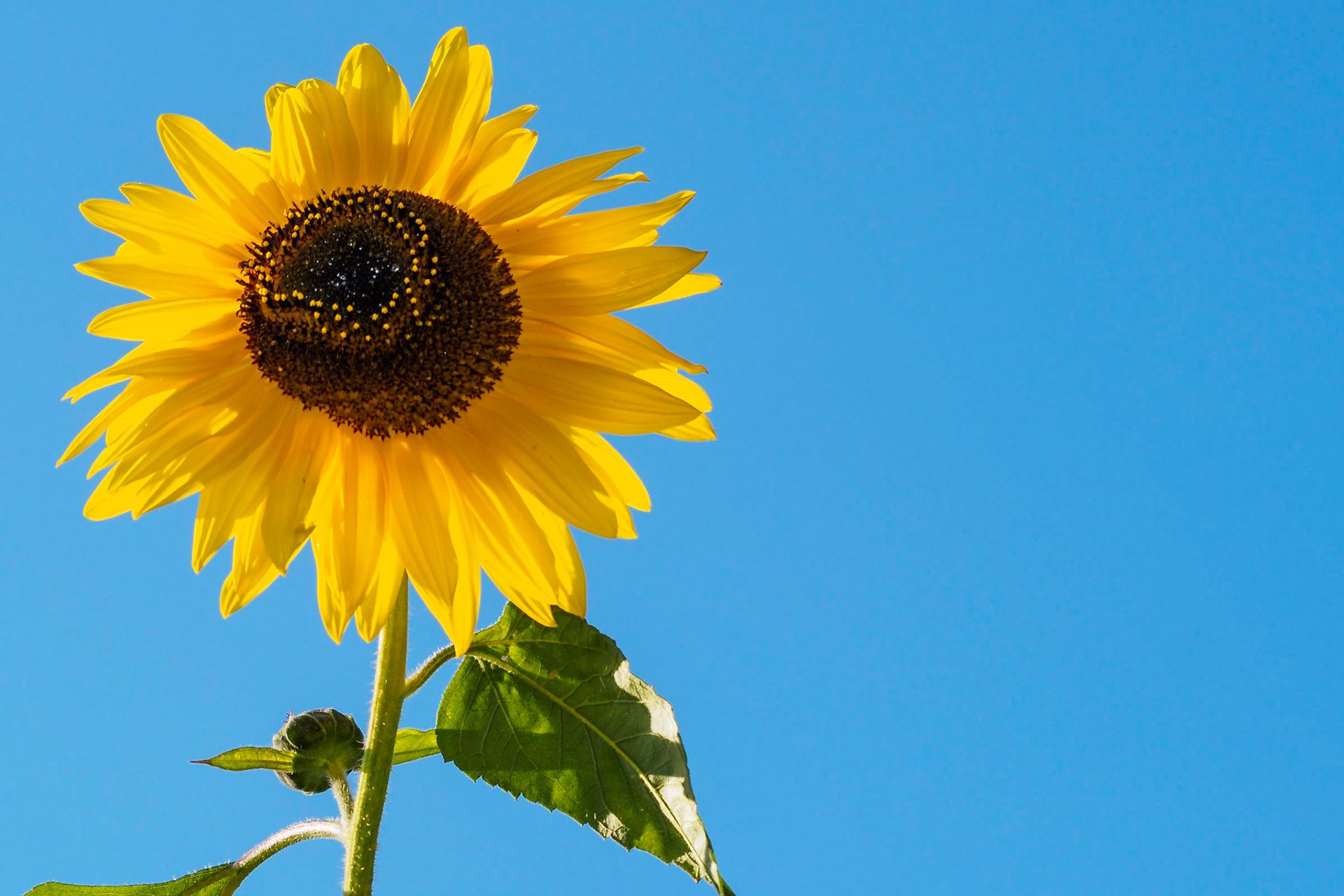 Sunflower head against a clear blue sky