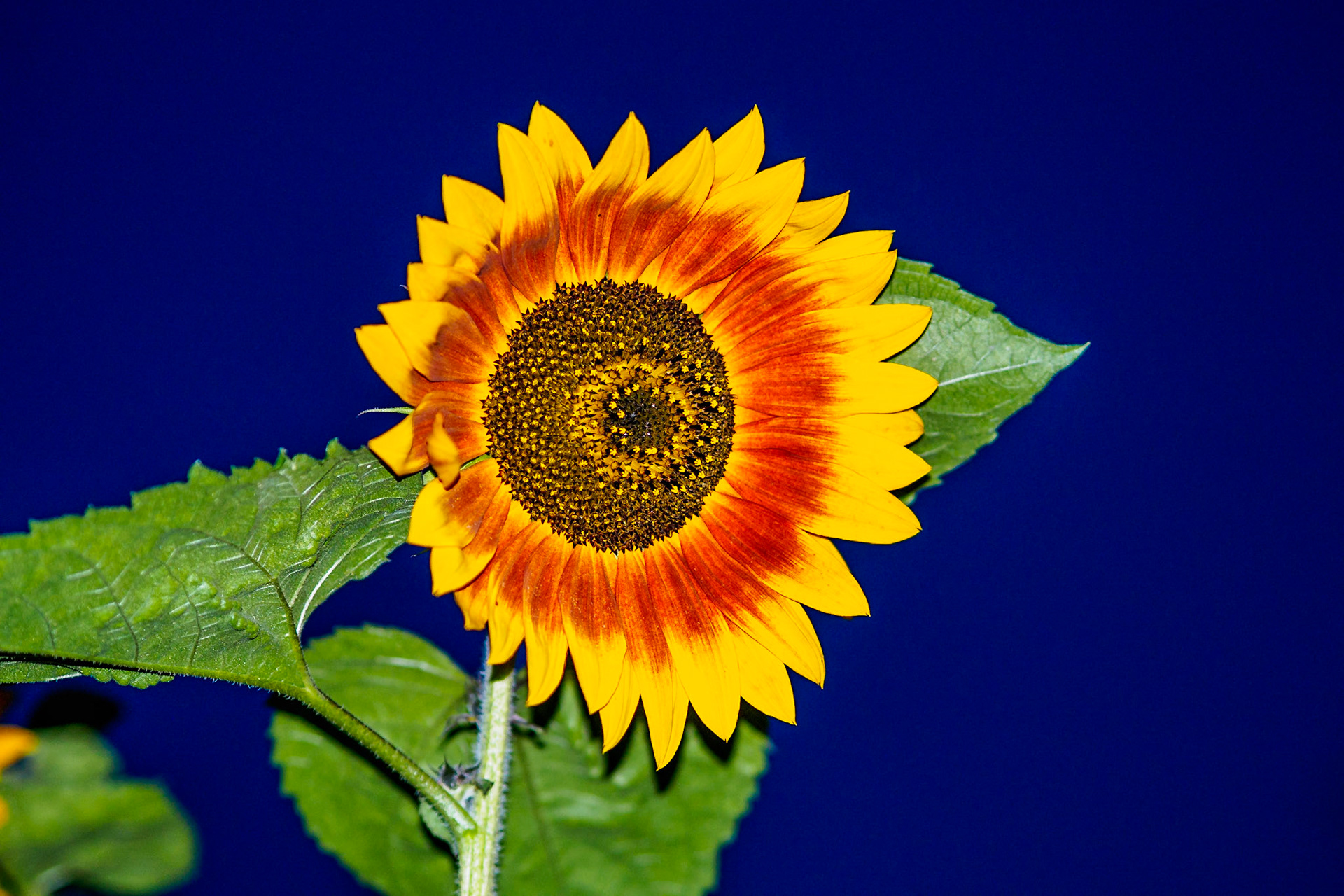 Sunflower head in the night