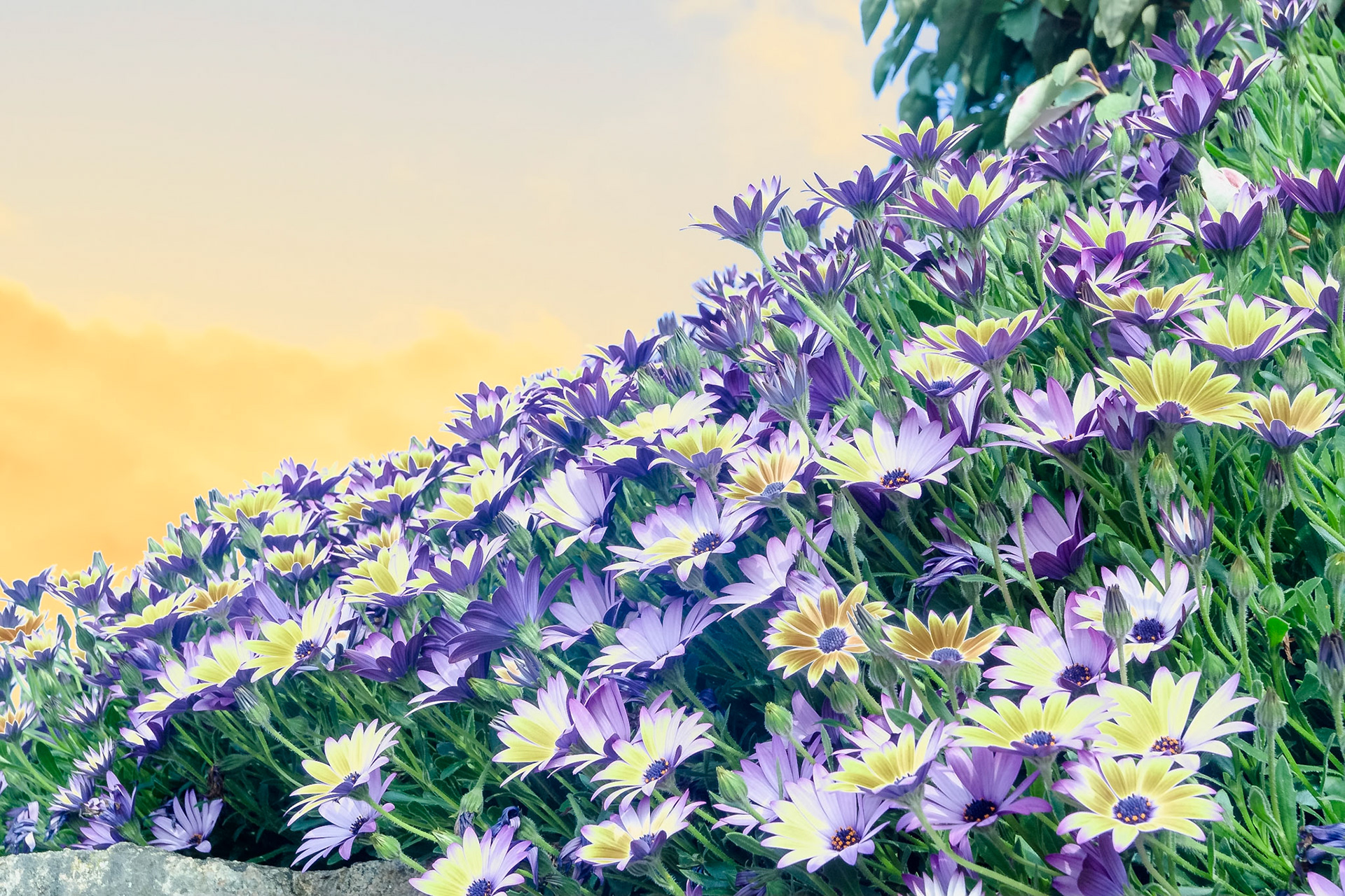 A swirl of pastel yellow and purple