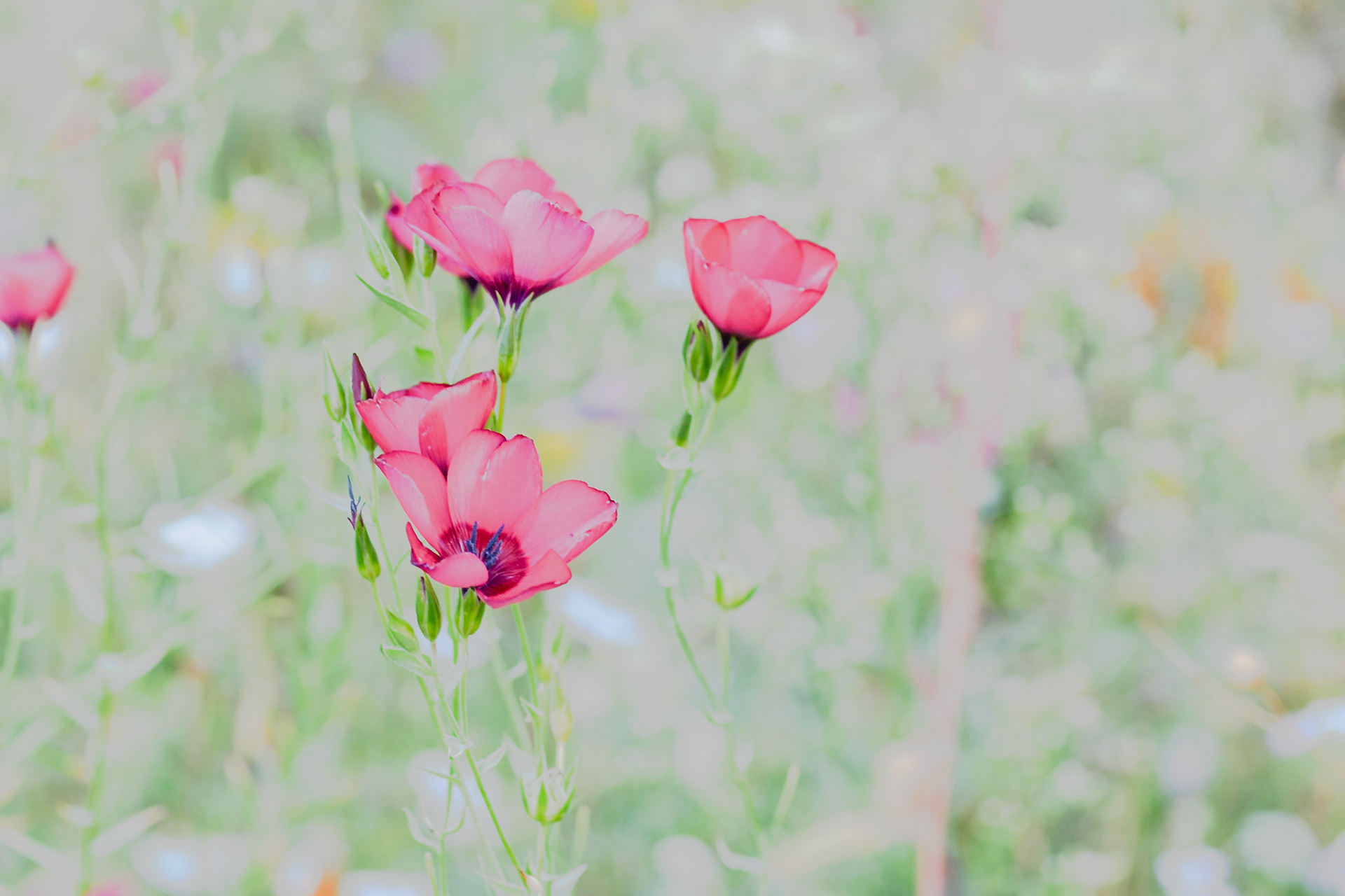 Pastel tinted pink flowers on a green background