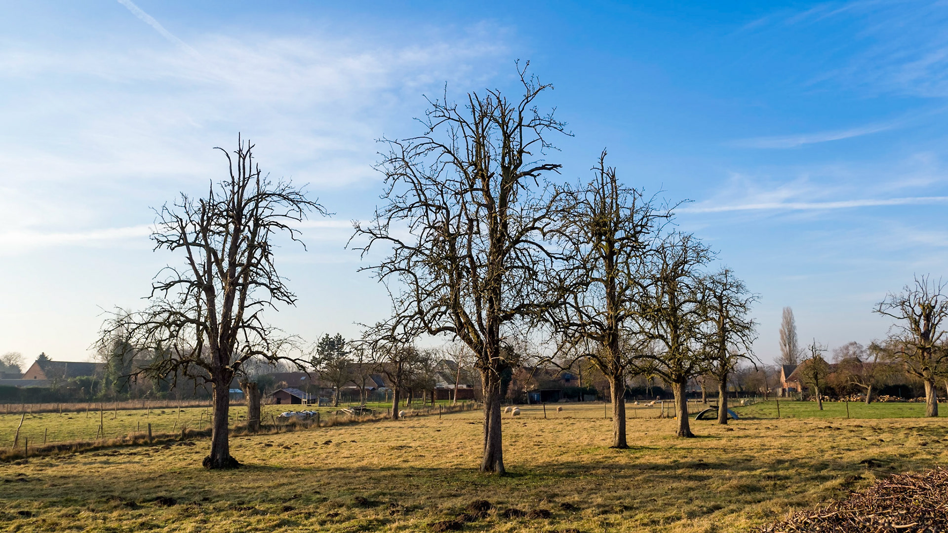 Lines of very old barren fruit trees