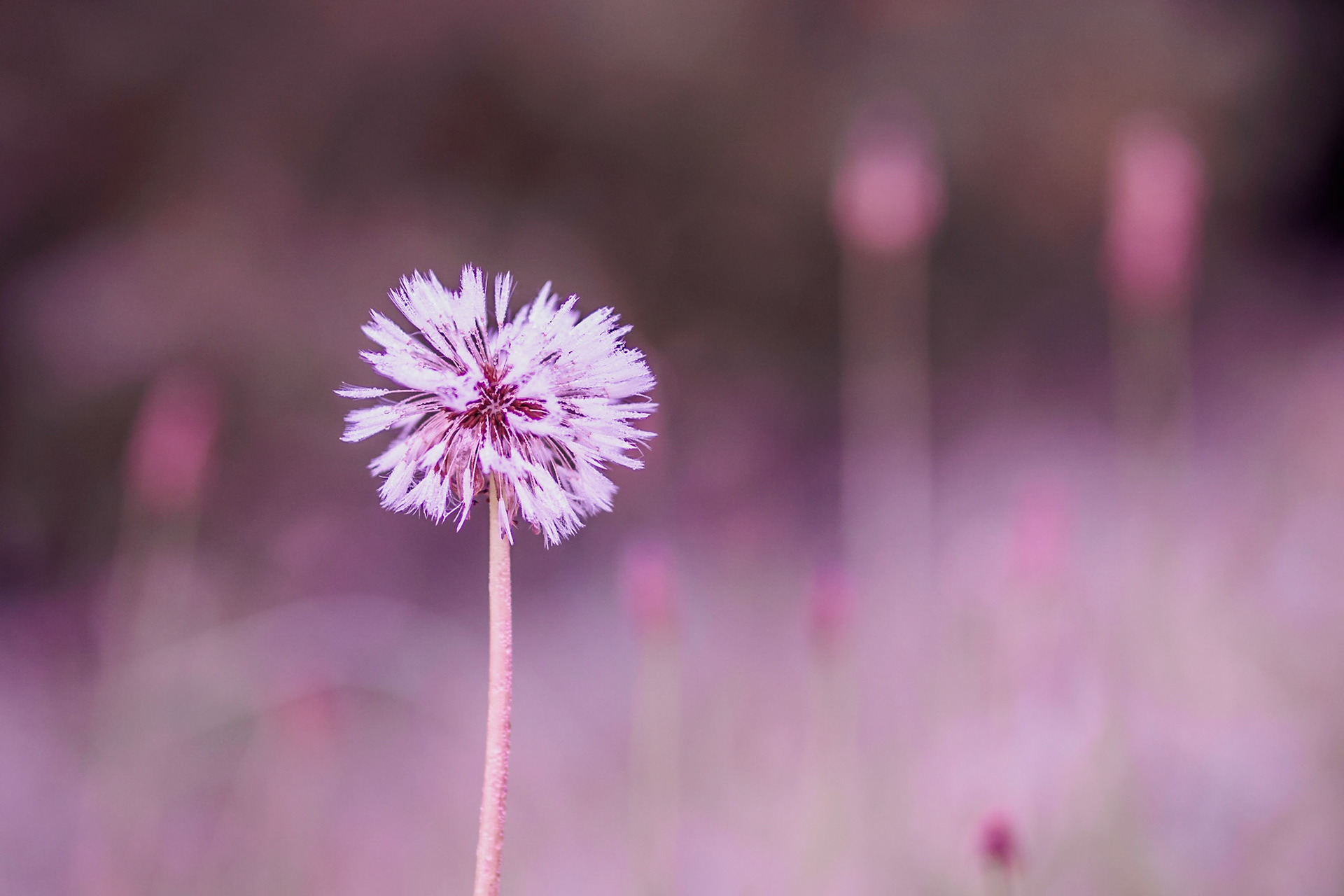 Single white dandelion head on a purple background