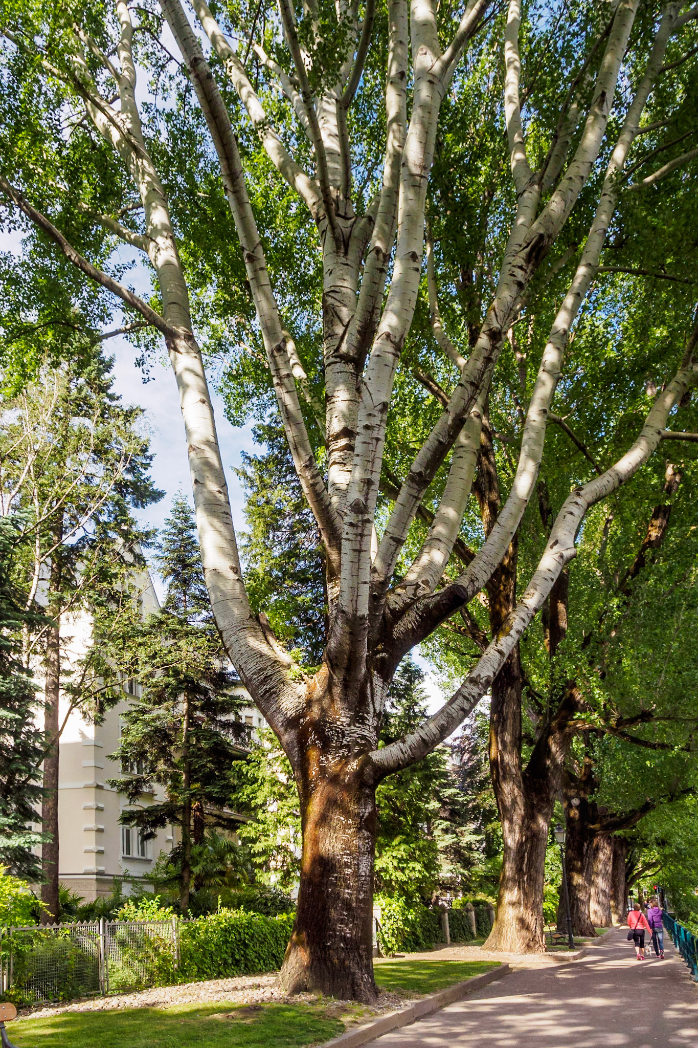 Trees of Merano