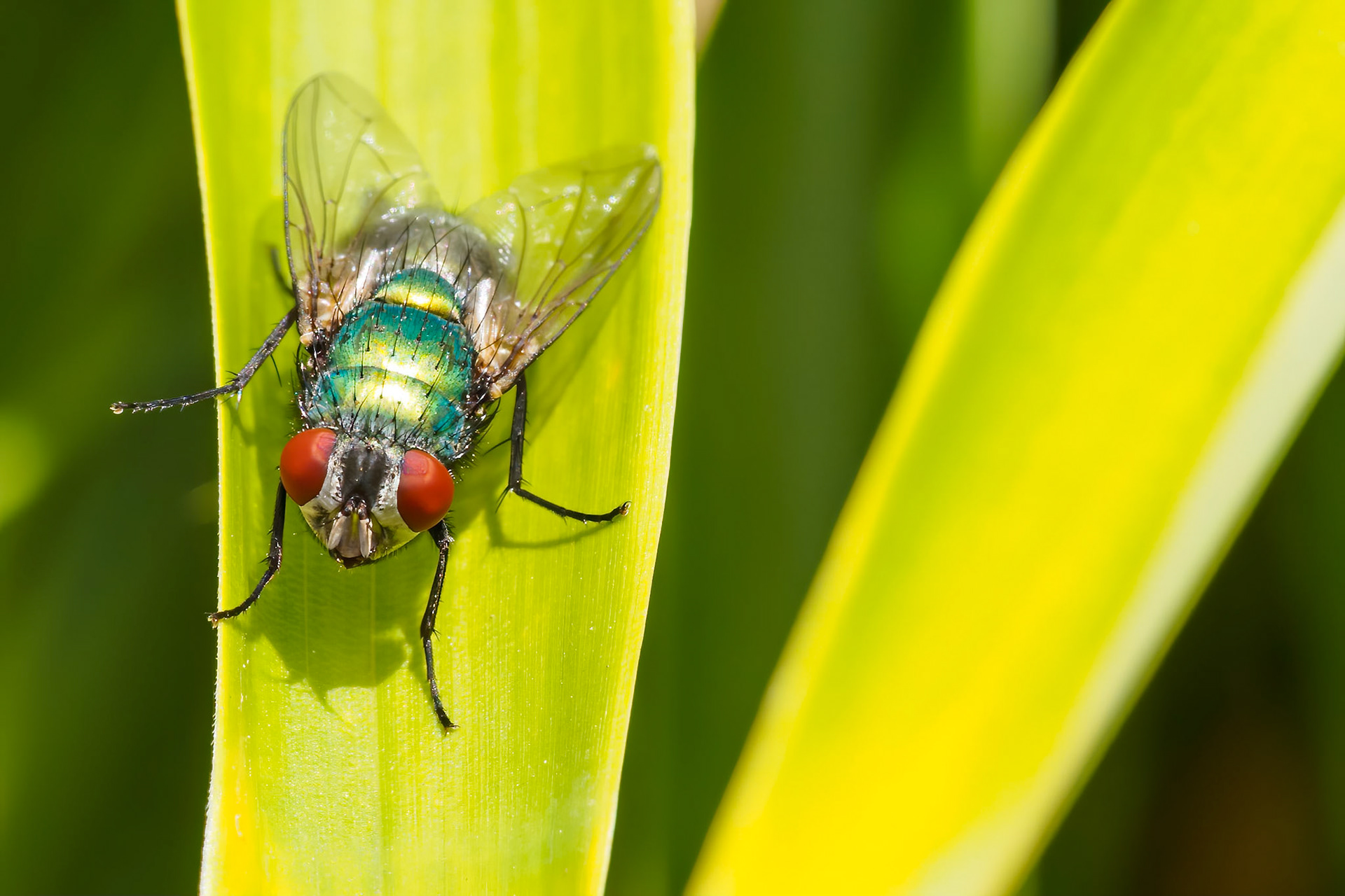 Macro of green bottle fly -  Lucilia sericata - on a leaf of bamboo