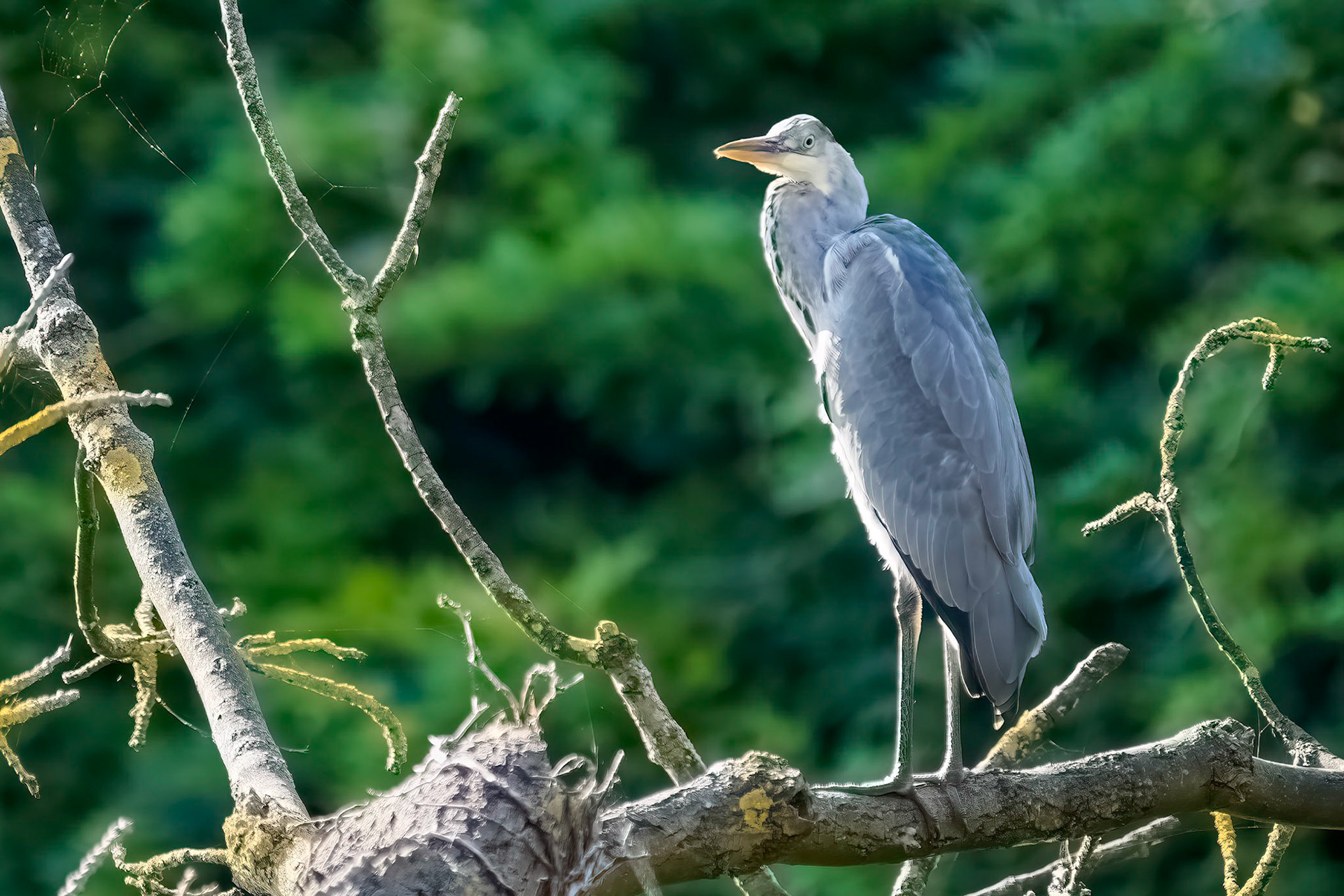 Blue Heron in a tree