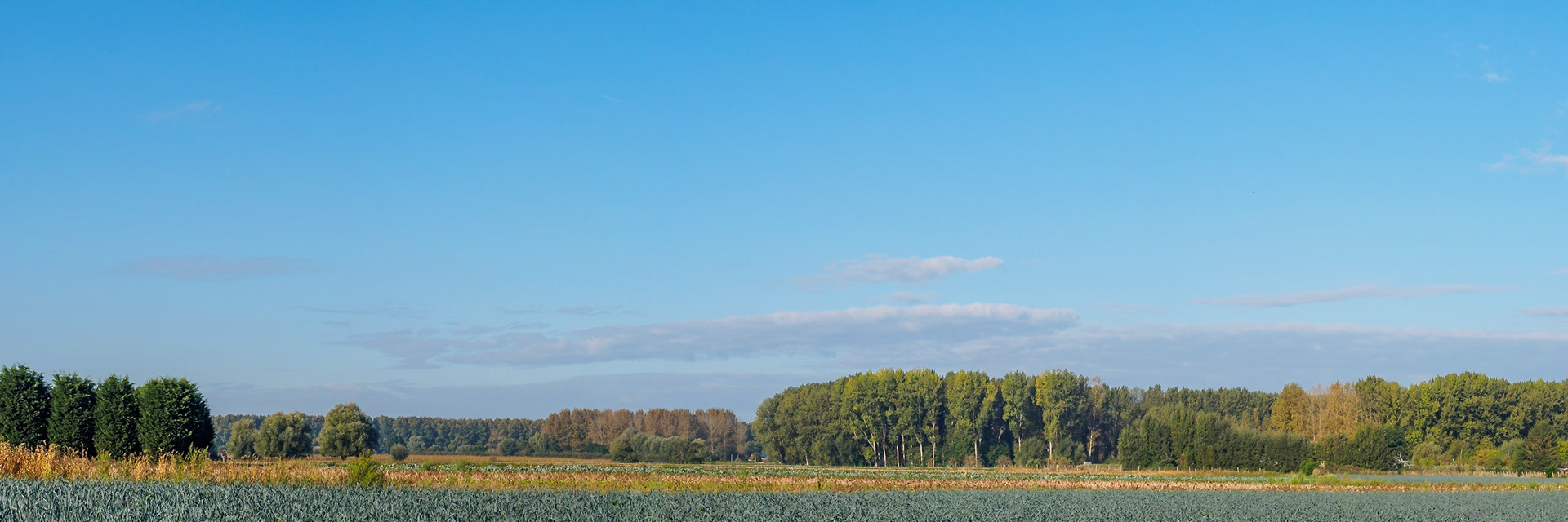 Trees and bushes bordering a field under a blue sky II
