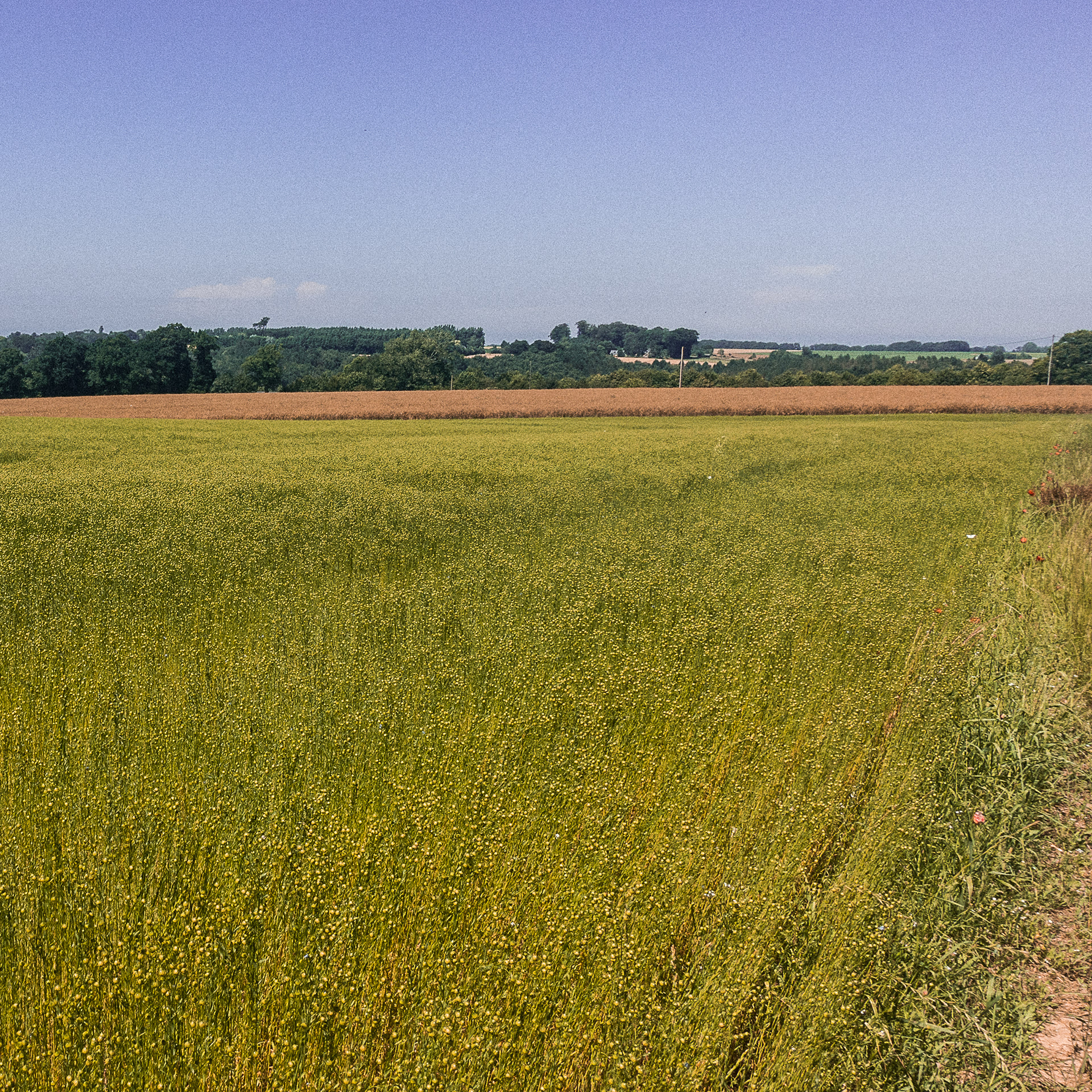 25 juin les graines sont formées.