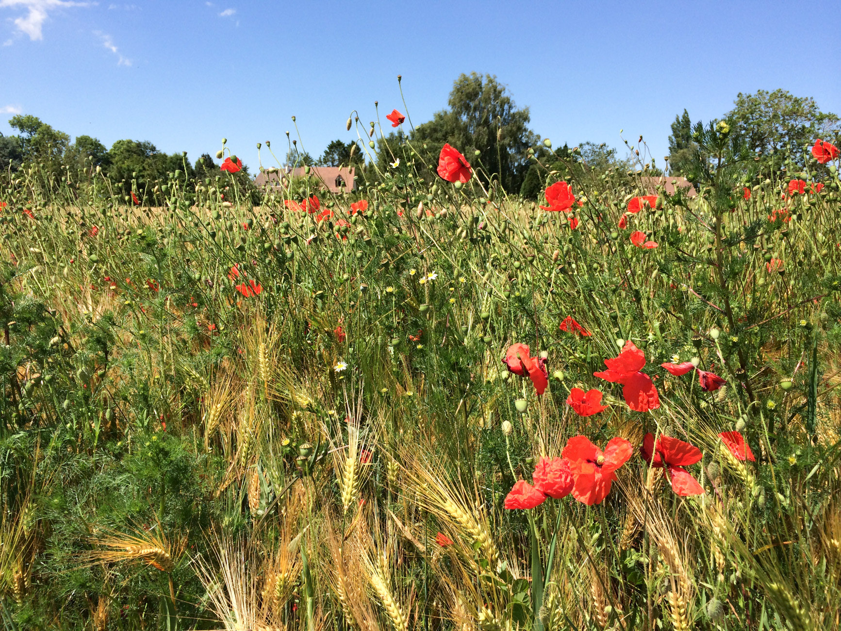 Coquelicots