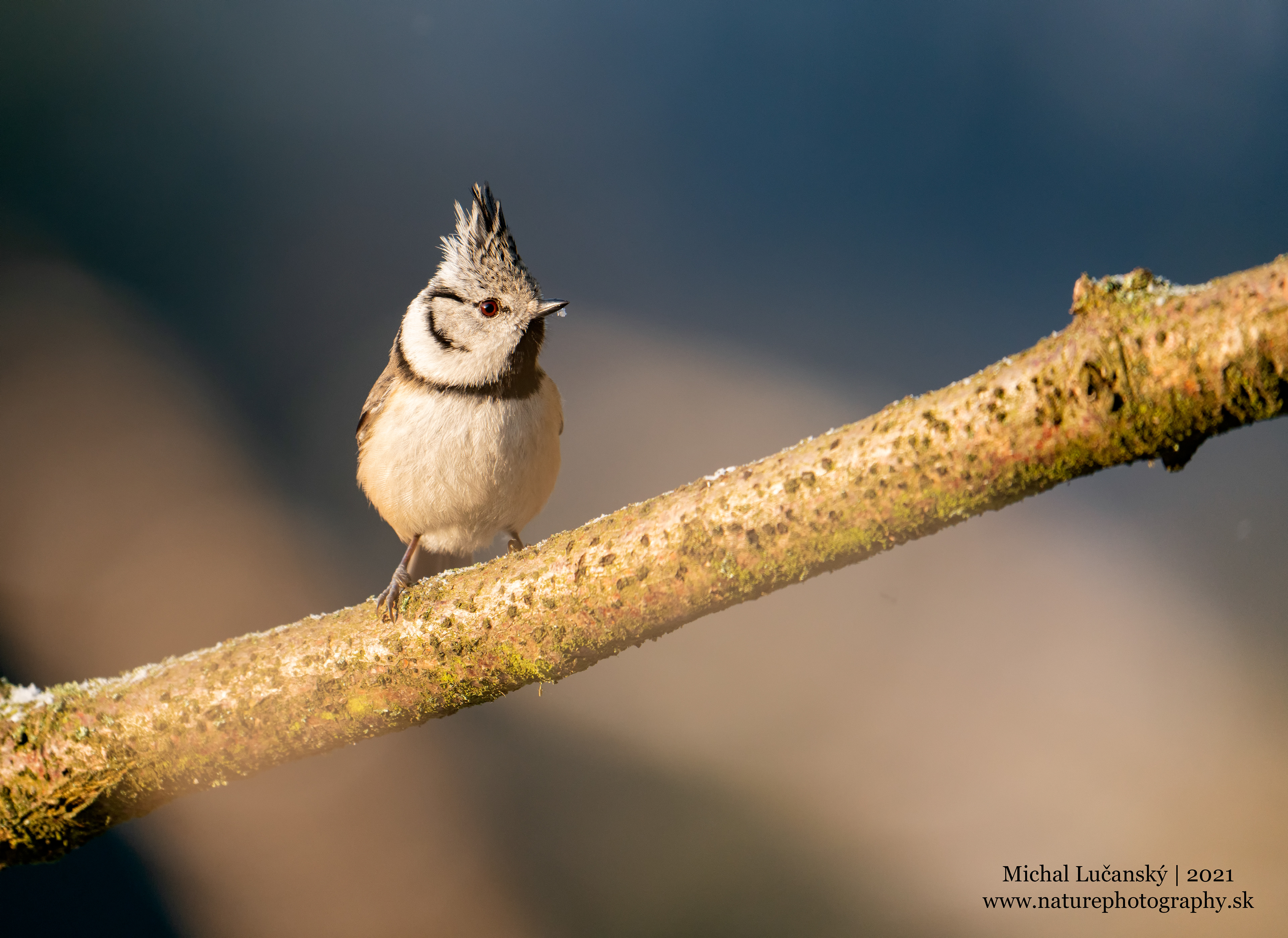 Sýkorka chochlatá | European crested tit | Lophophanes cristatus