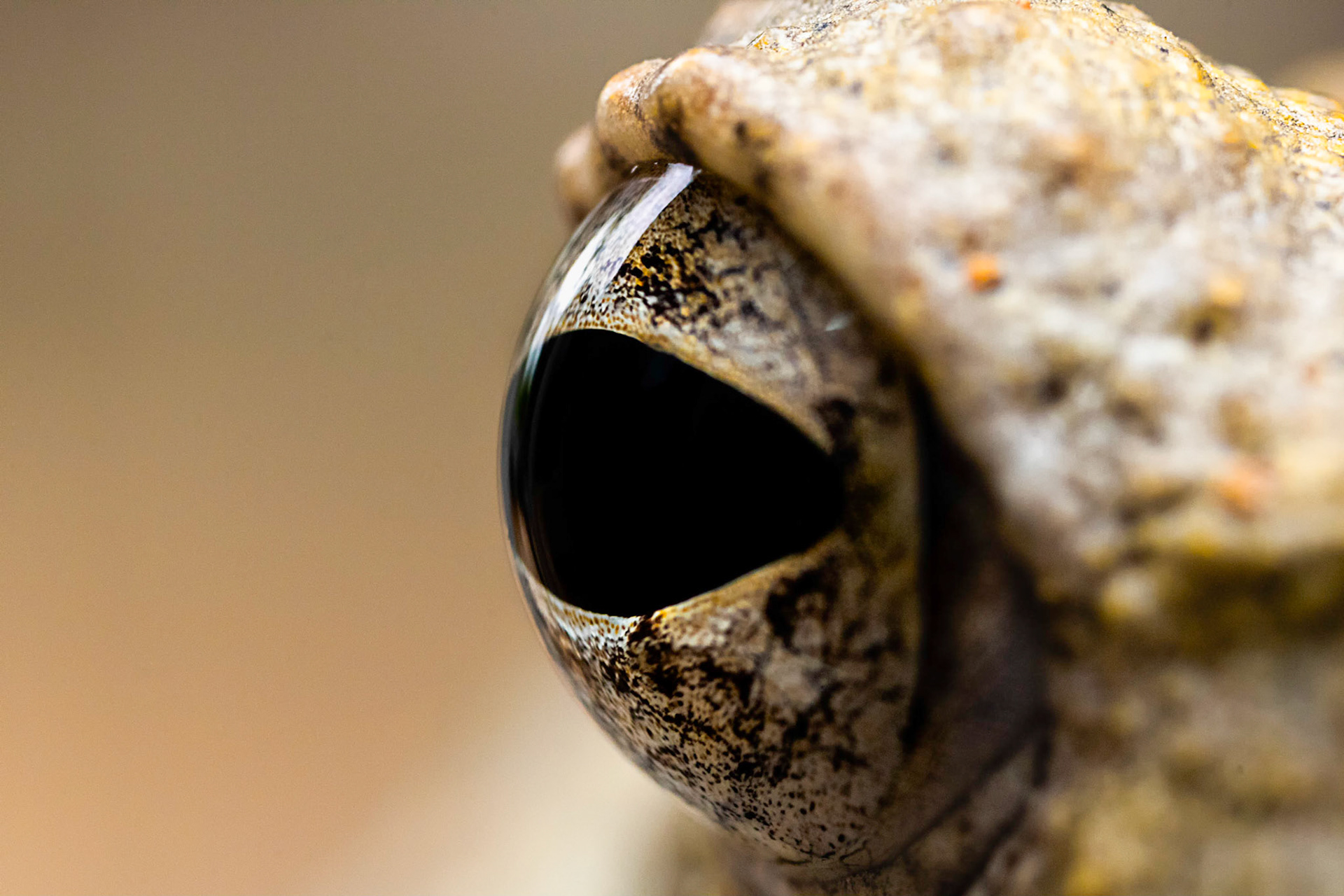 Macro photograph of a frog's eye