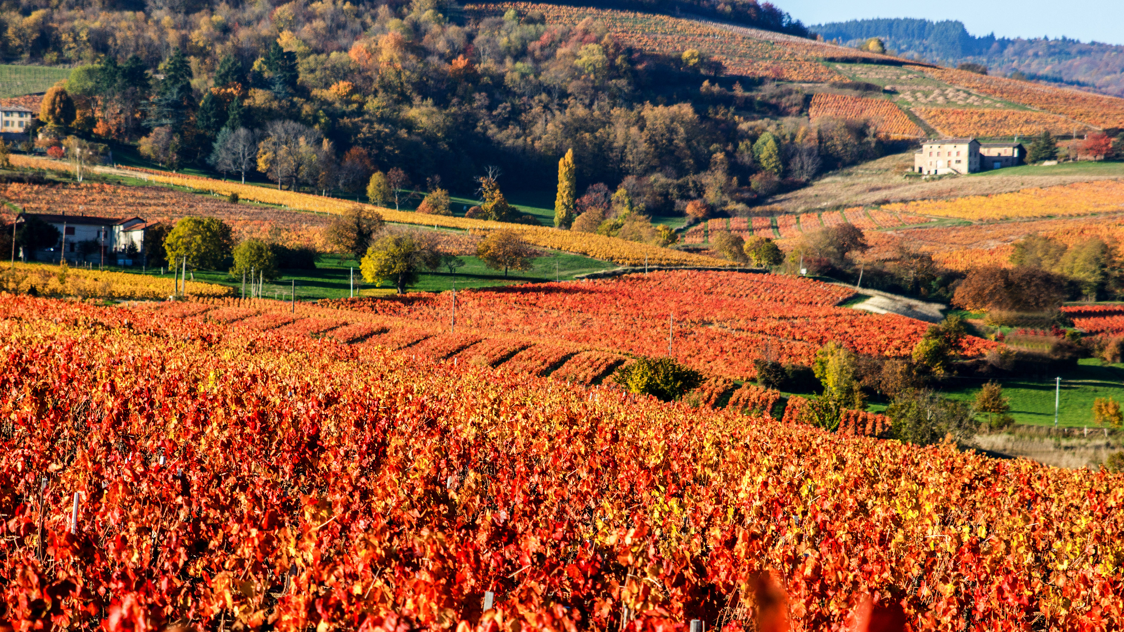 Beaujolais (69)