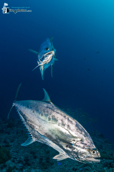 Atyrrell Com Underwater Photo Gallery Of Alex Tyrrell Gulf Of Thailand 2017