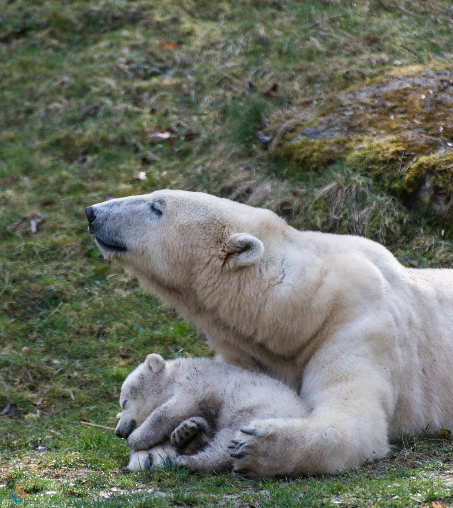  Foto zu Leifs Photos - Zootiere 