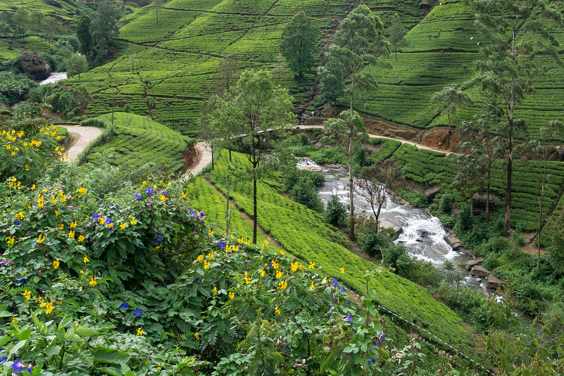 Sri Lanka, Mackwoods Tea Estate