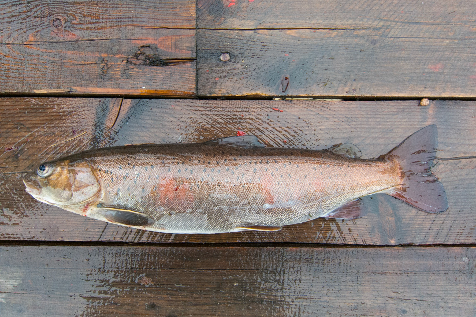 Mongolia, photos from a bicycle tour with Compass Rose Expeditions