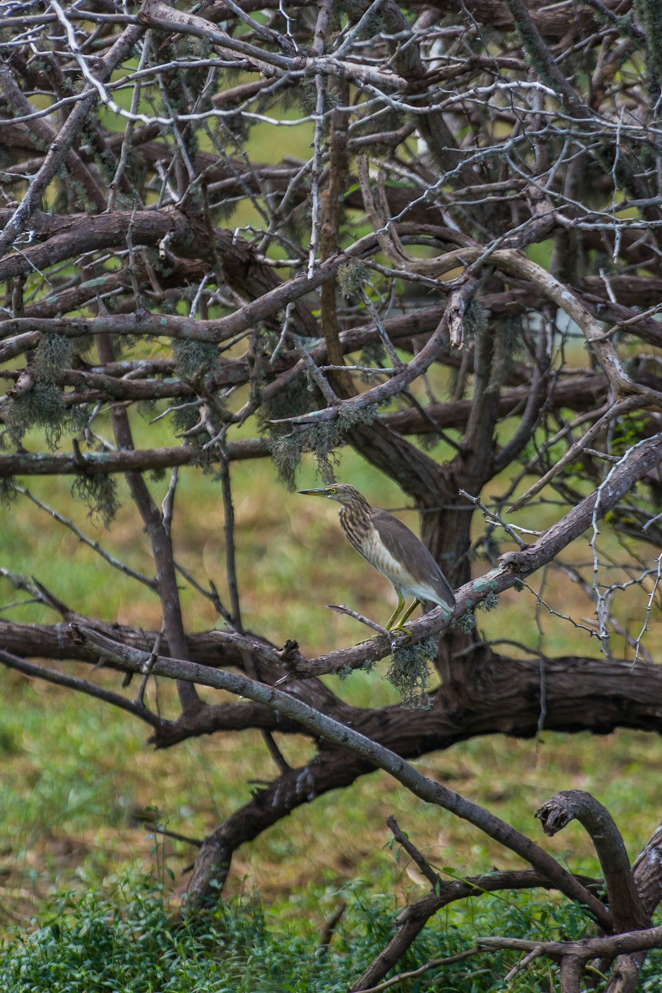 Sri Lanka, Bandala National Park
