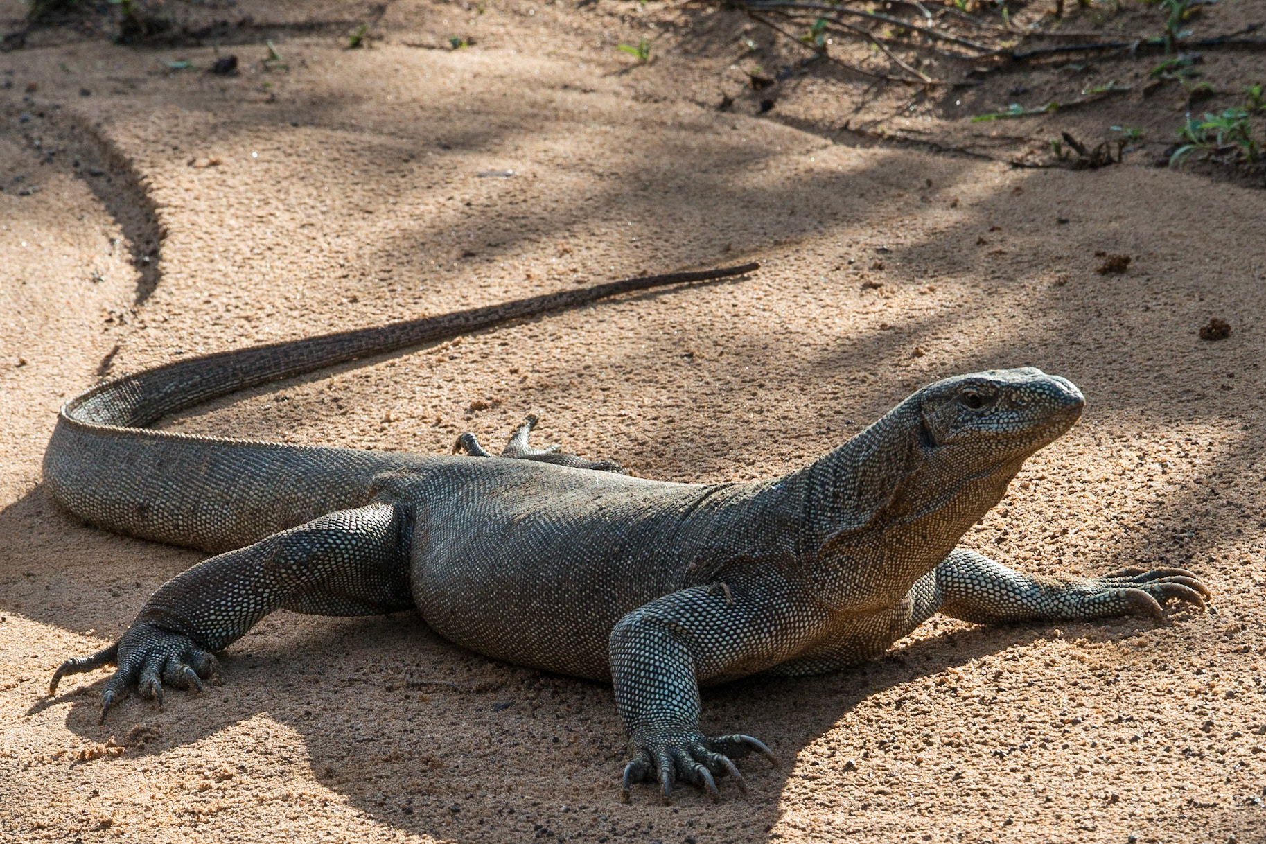 Sri Lanka, Yala National Park