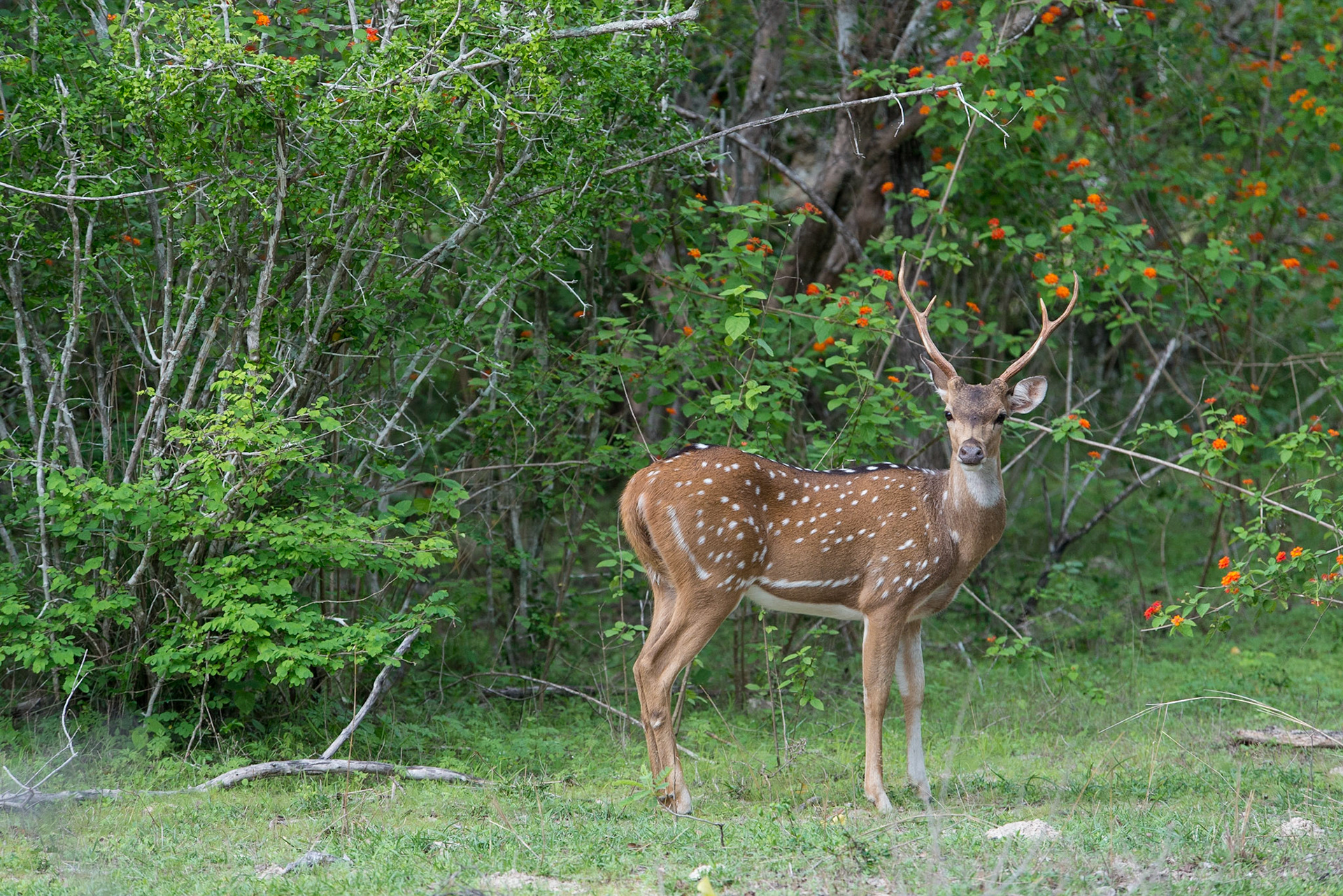 Sri Lanka, Yala National Park