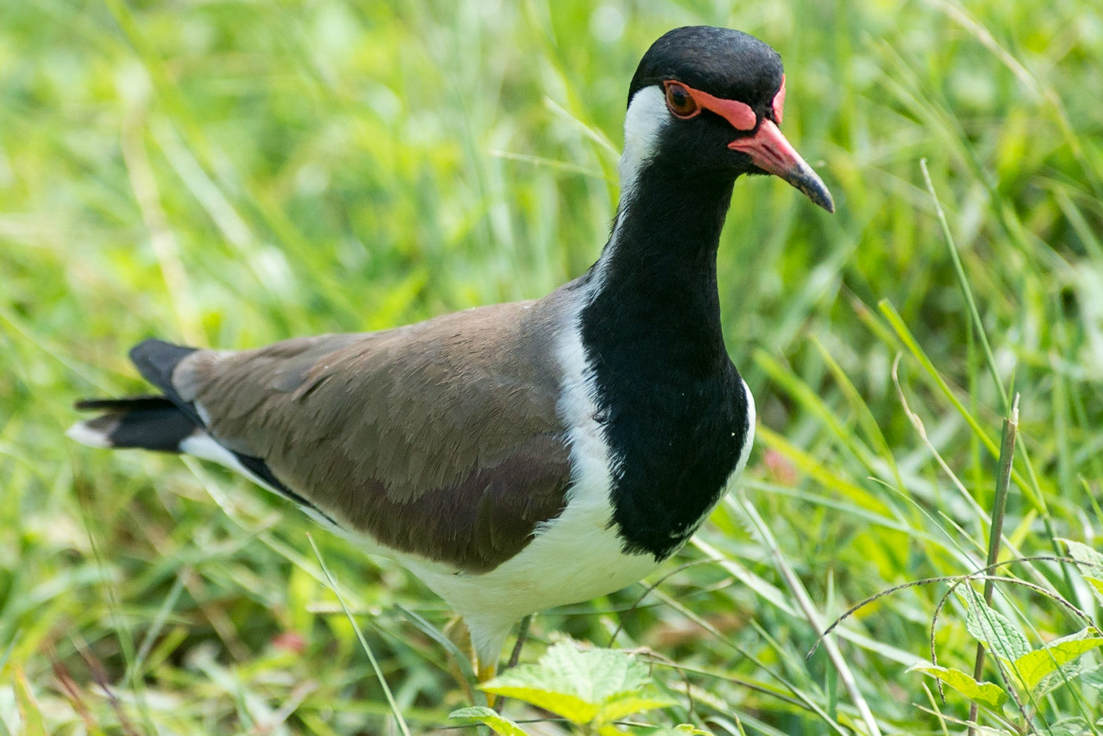 Sri Lanka, Udawalawe National Park