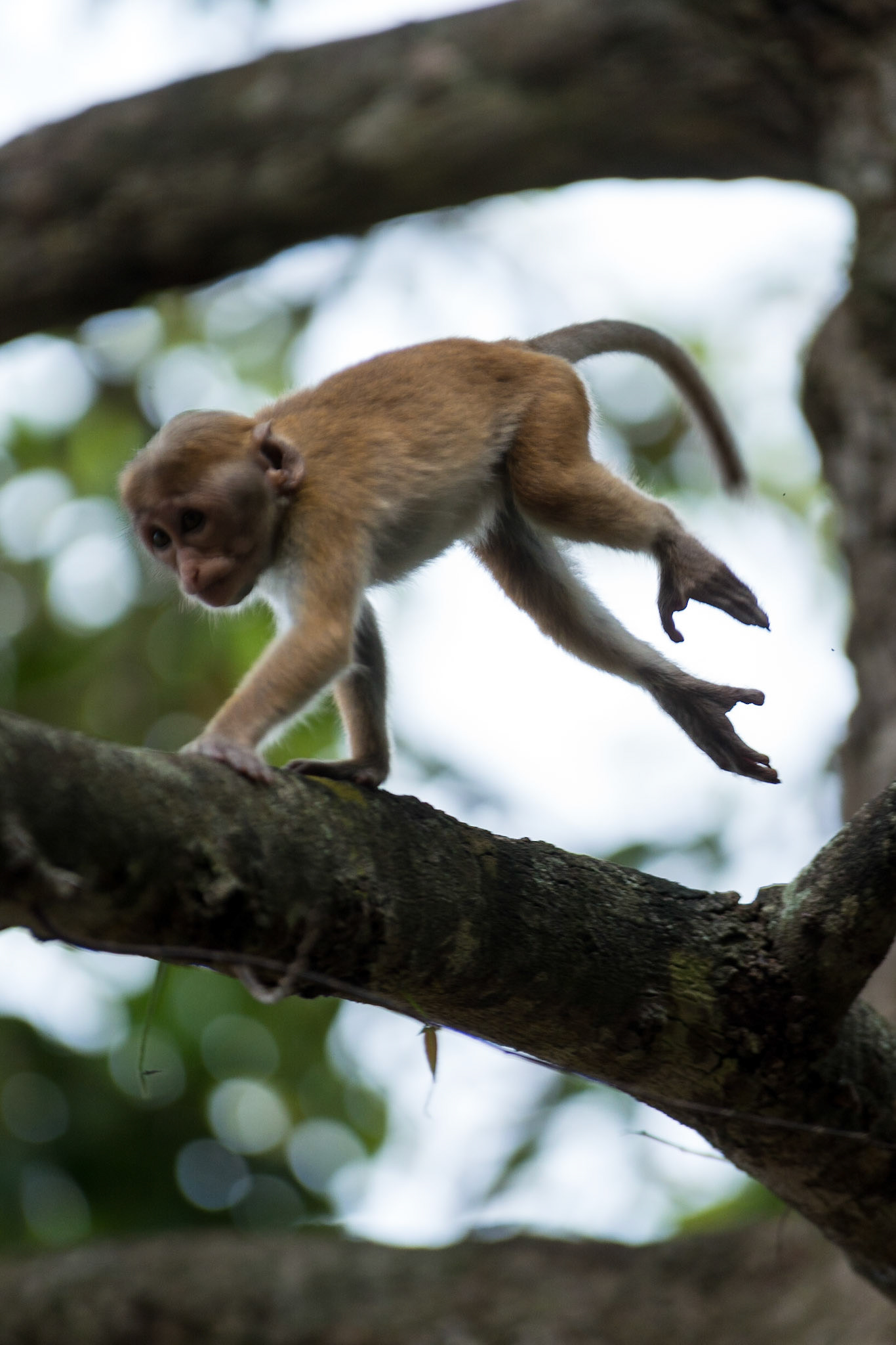 Sri Lanka, Yala National Park