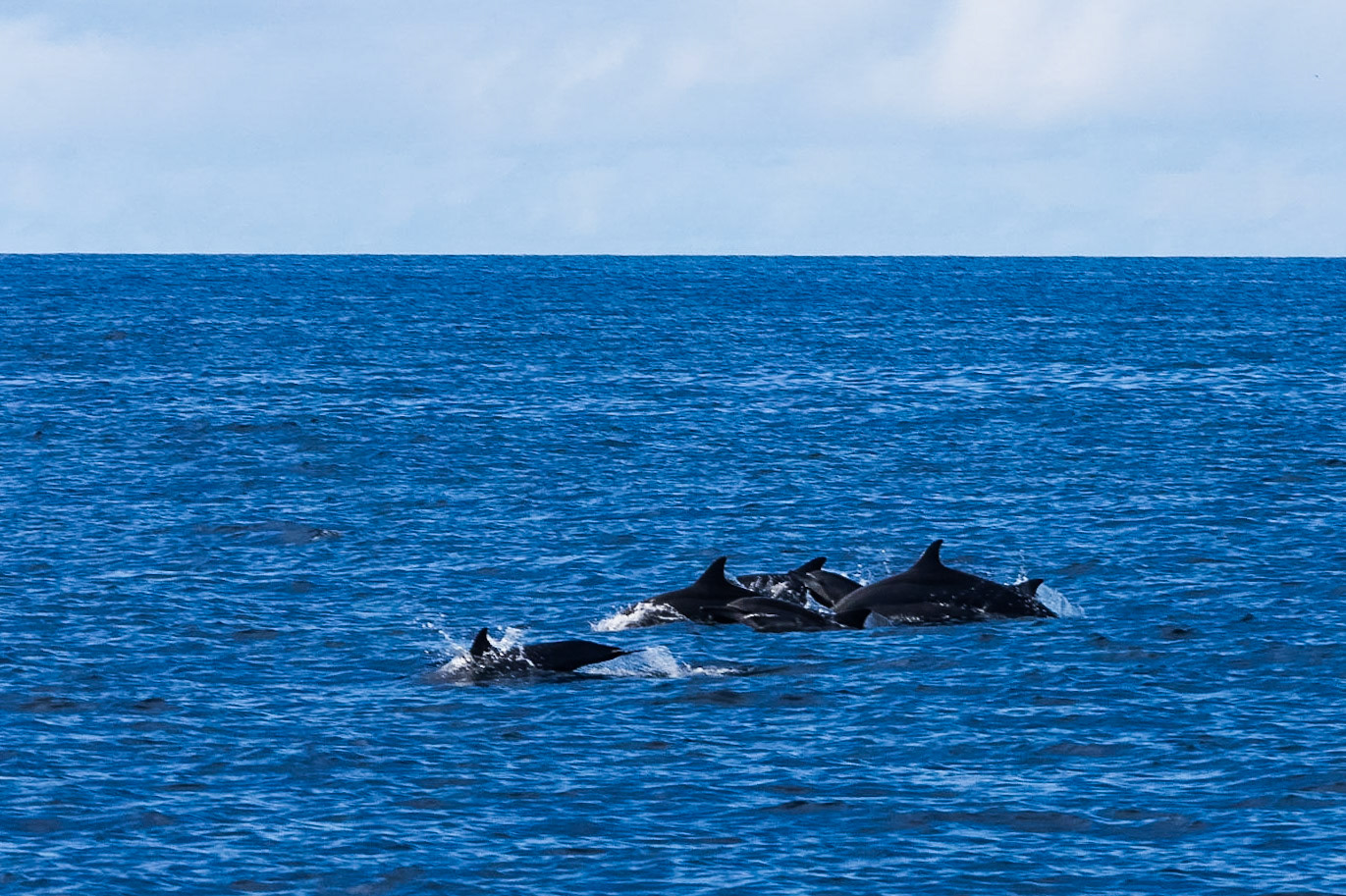 The Philippines, spinner dolphins