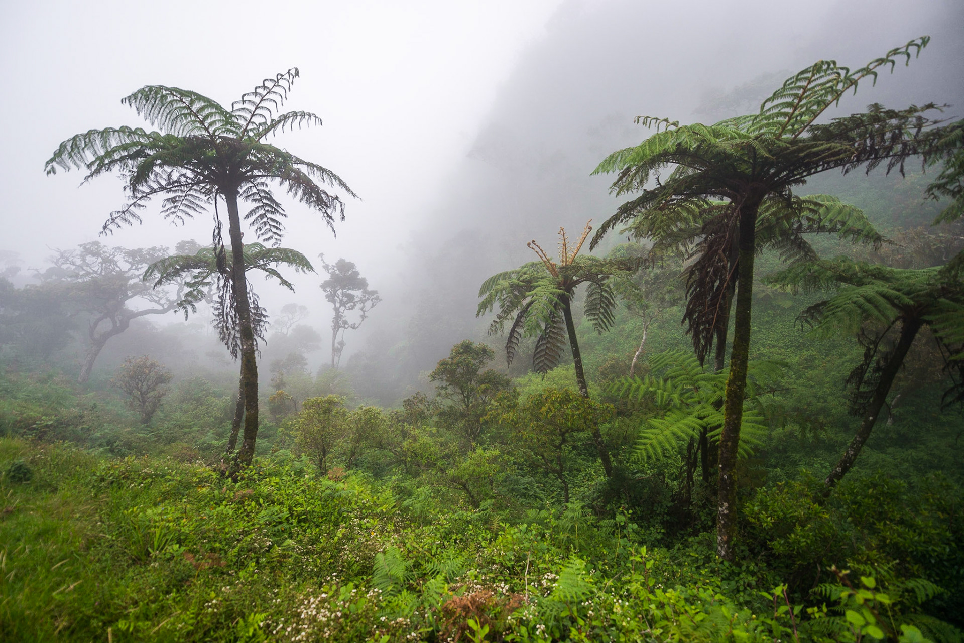 Sri Lanka, Horton Plains