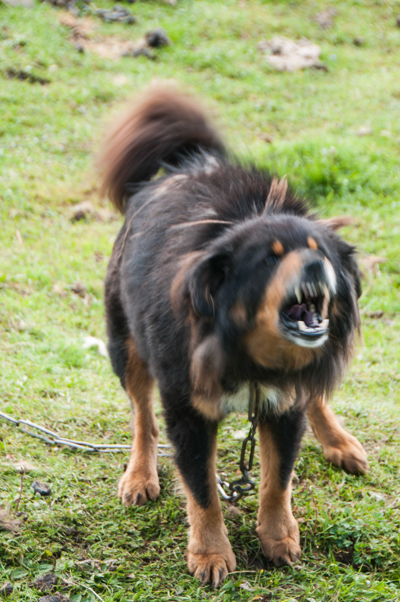 China, Eastern Tibet or Western Sichuan, also krown as Kham, a growling Tibetan mastiff dog