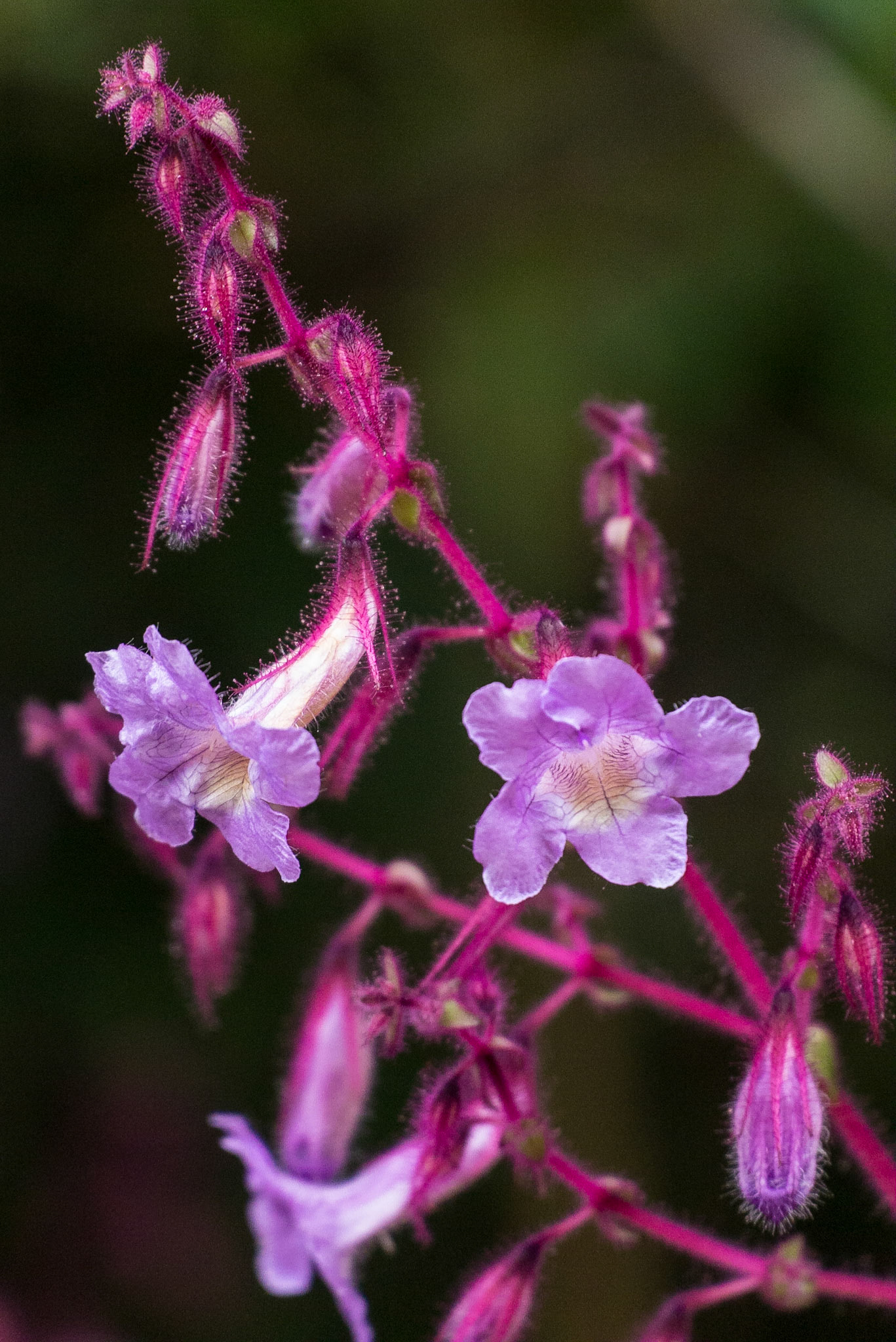 Sri Lanka, Horton Plains