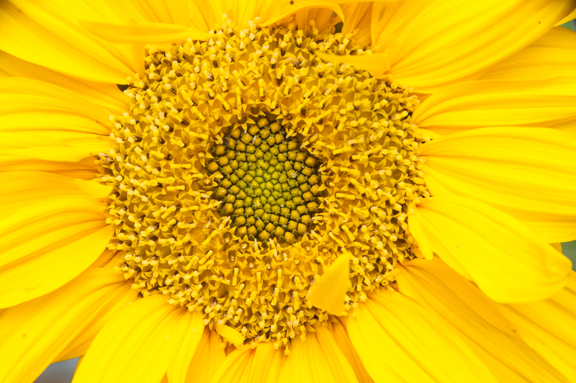 China, Eastern Tibet or Western Sichuan, also krown as Kham,