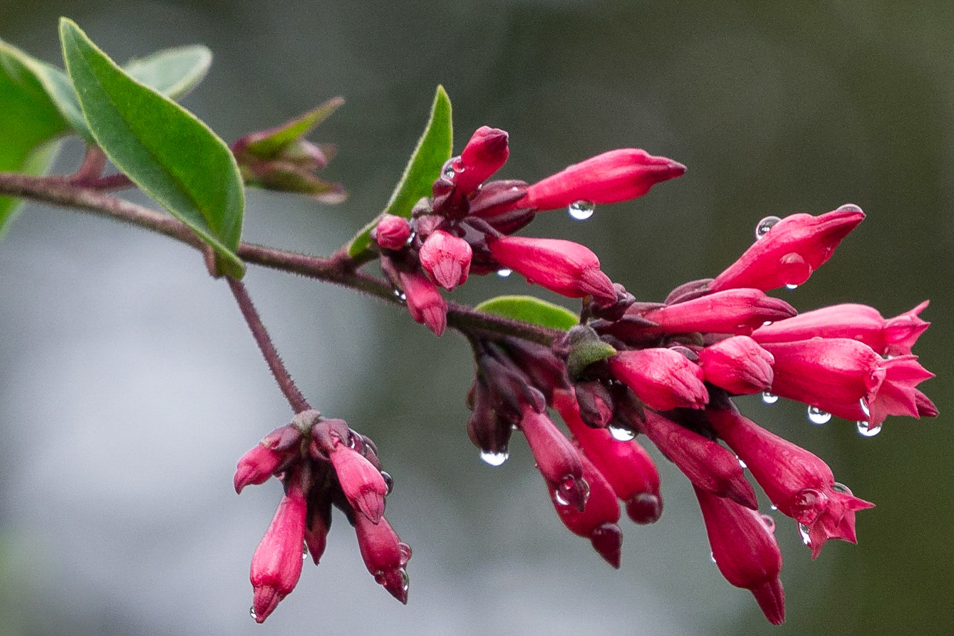 Sri Lanka, Horton Plains