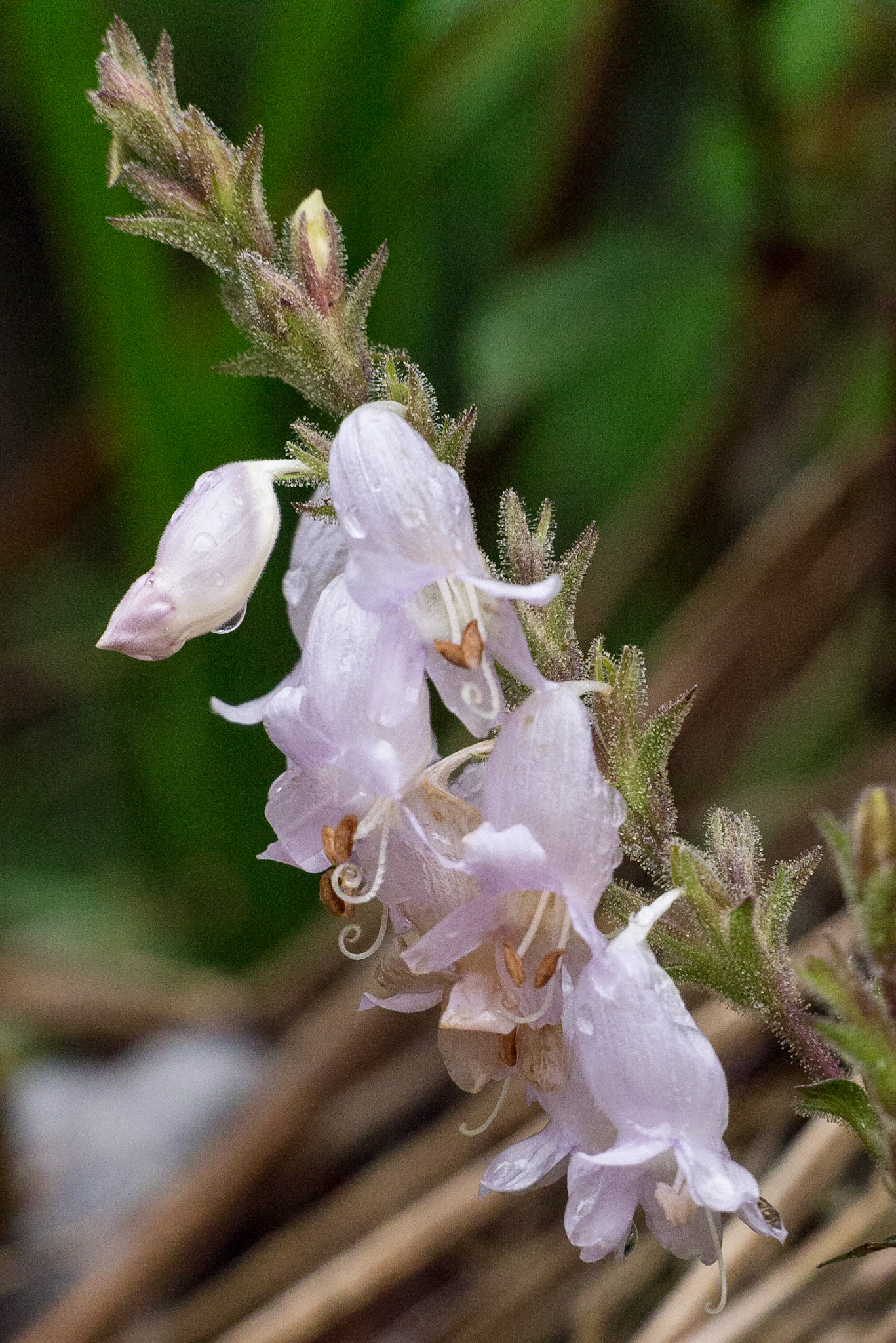 Sri Lanka, Horton Plains