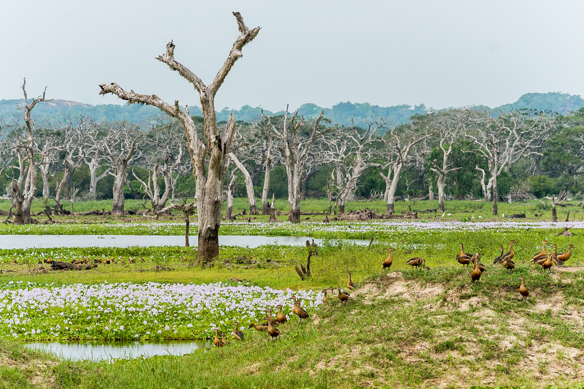 Sri Lanka, Yala National Park