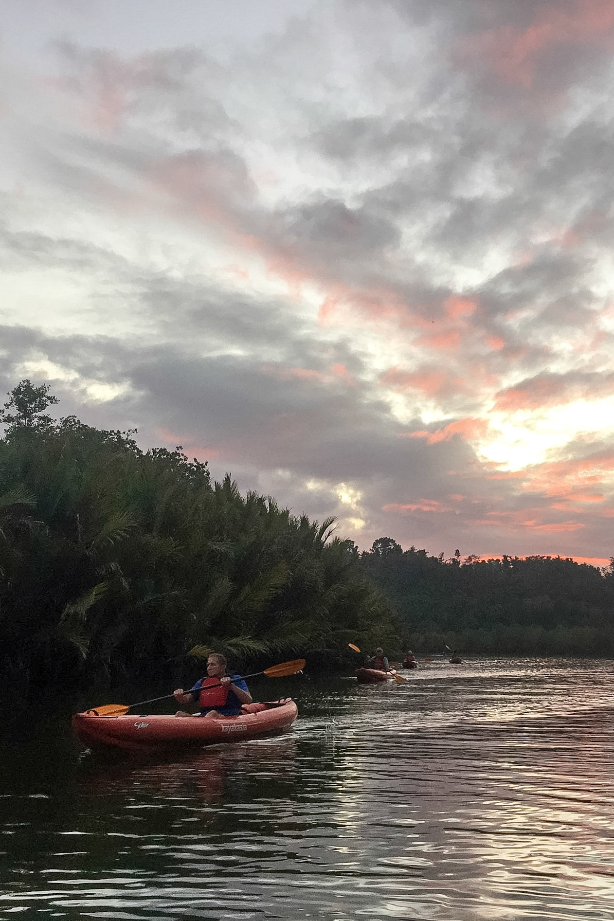 The Philippines, Bohol Island, sea kayaking in mangrove swamps for fire flies